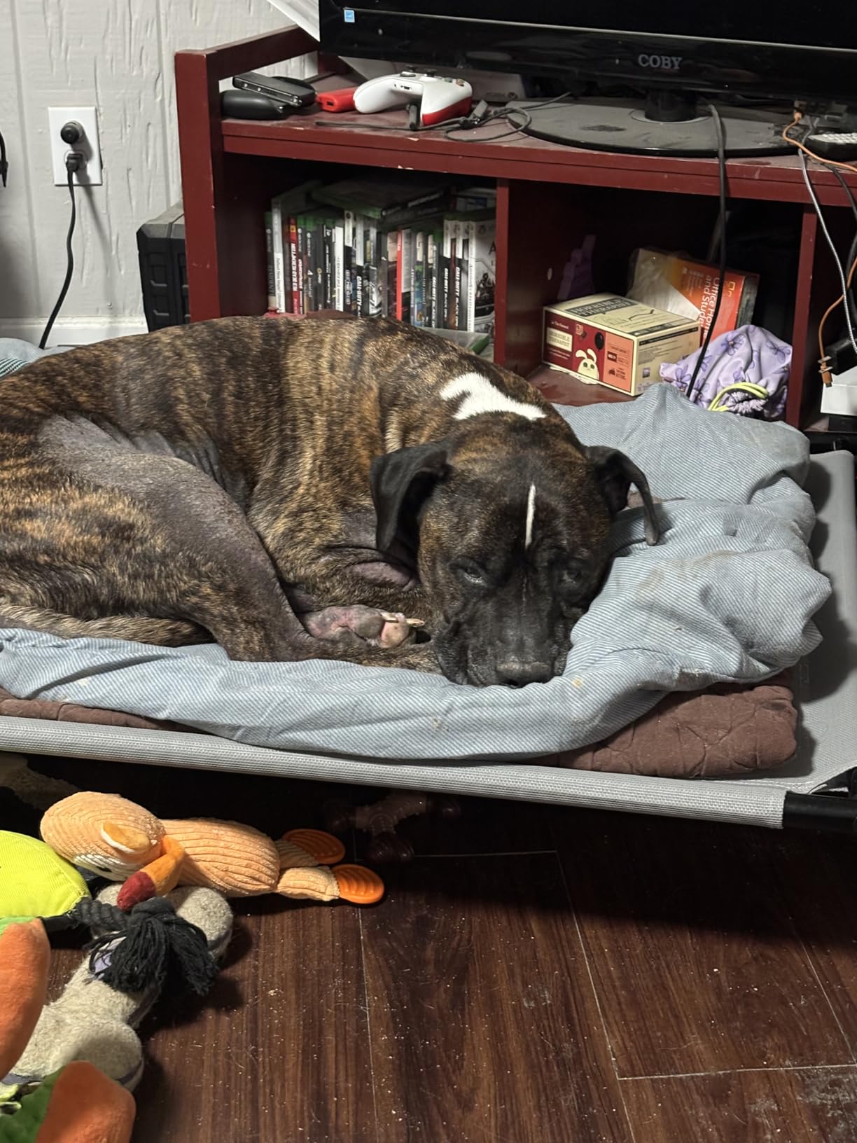 Amazon Basics Cooling Breathable Elevated Dog Bed with Durable Metal Frame, Medium, 43 x 26 x 7.5 Inch, Grey, Easy to Assemble customer photo 2