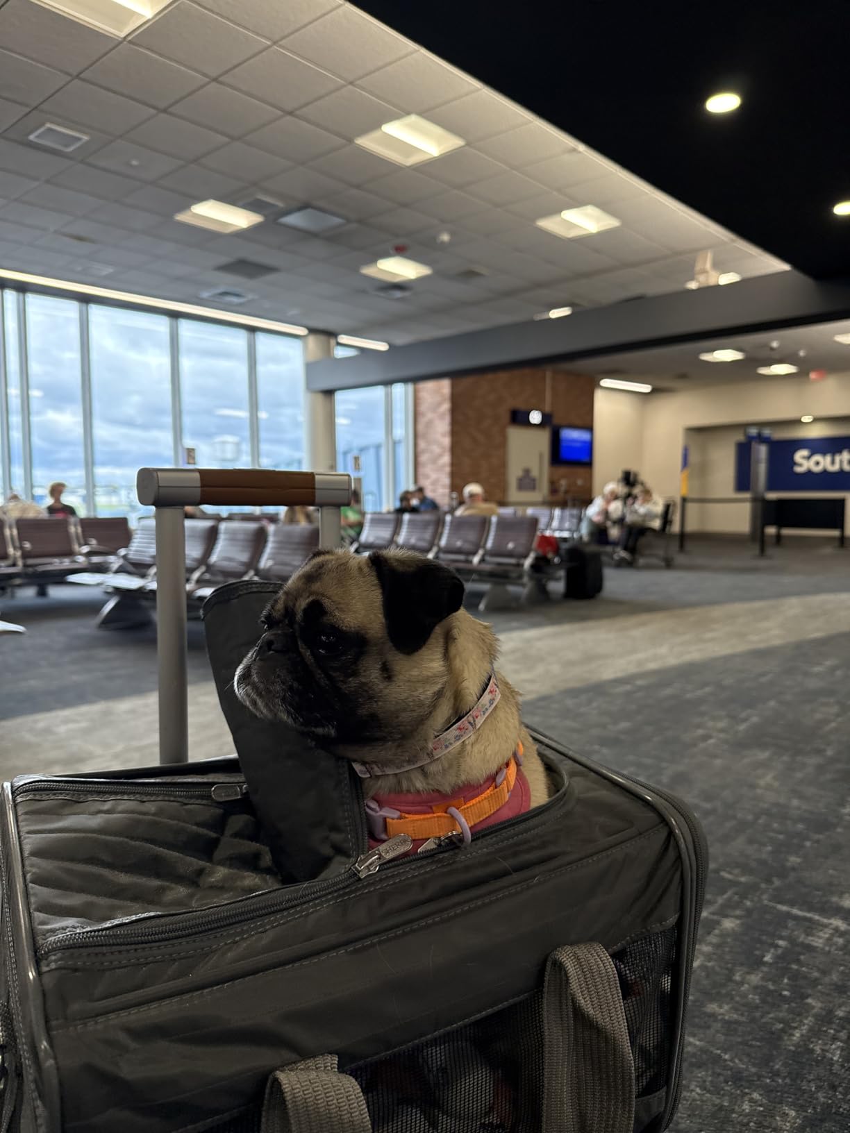 Sherpa Original Deluxe Travel Pet Carrier, Airline Approved & Guaranteed On Board - Charcoal Gray, Medium customer photo 1