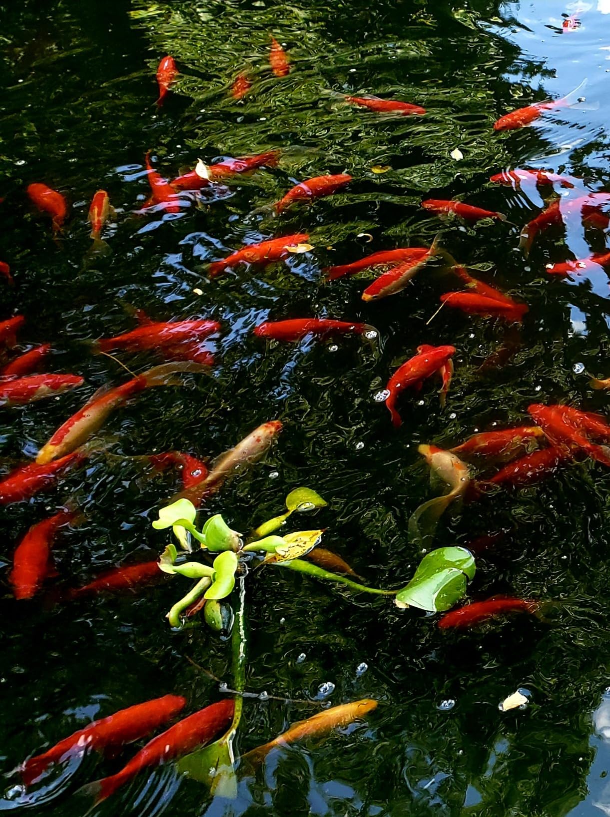 The Pond Guy UltraUV Ultraviolet Pond Water Clarifier, EPA Registered UV Light, Planktonic Algae & Green Water UVC Treatment, Plant, Koi Fish, Duck, Turtle, & Aquatic Life Safe, 13 Watt customer photo 2