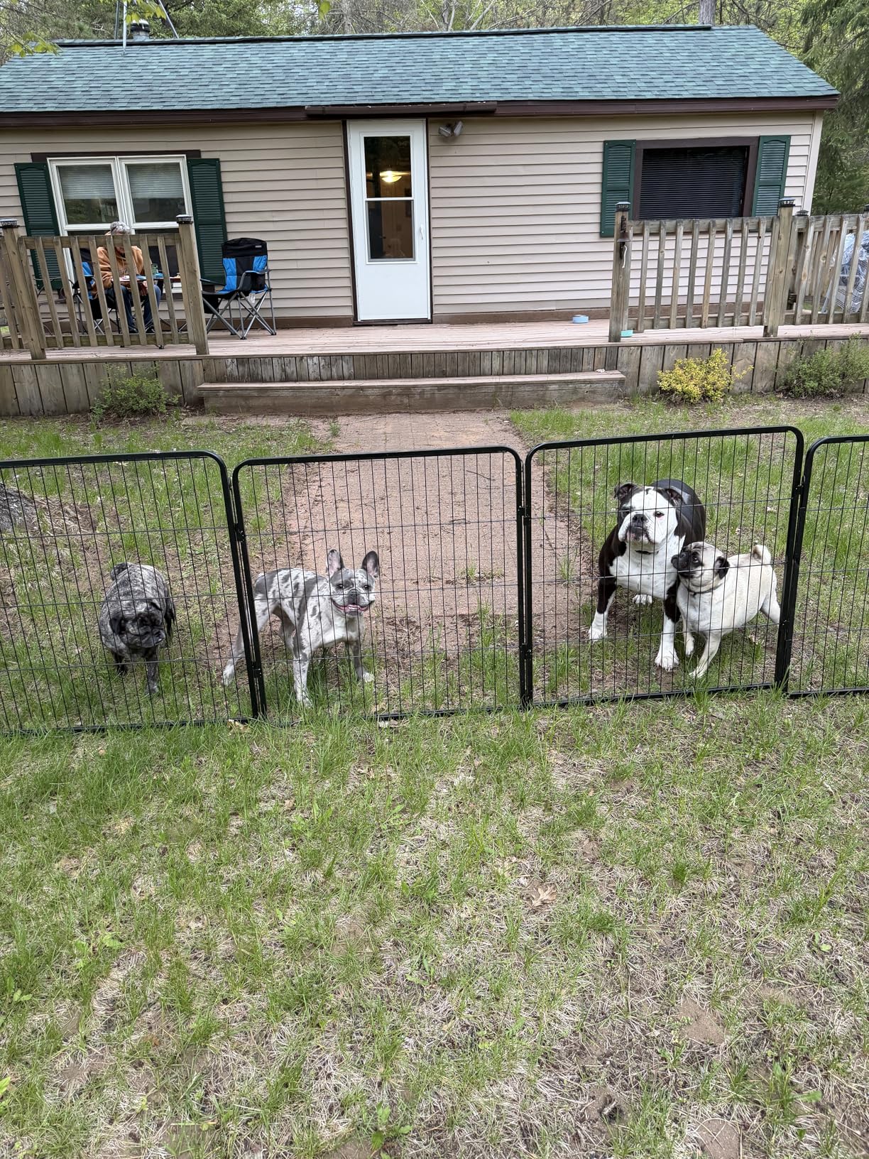 BestPet Dog Playpen | 40 Inch, 16 Panels | Heavy Duty Metal Pet Exercise Pen | Indoor Outdoor Fence Panels | Rust-Resistant, Removable, Tool-Free Setup | Anti-Skid, Expandable Design customer photo 2