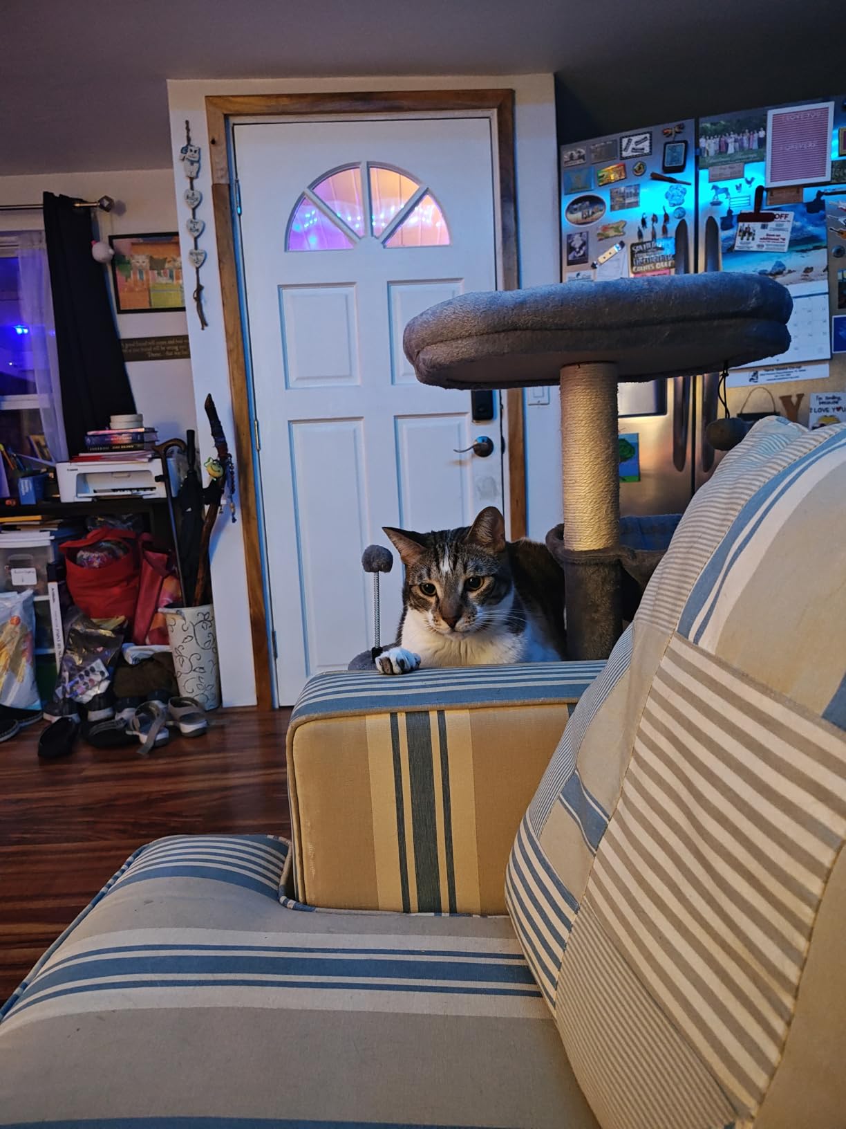 YUNIQUE Cat Tree with Cat Condo and Big Hammock, Grey customer photo 1