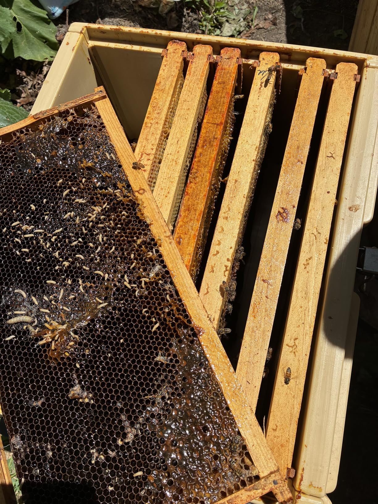 Apimaye Ergo Insulated 10 Frame Bee Hive Set [NO Frames Included] (Single Hive, White Body Blue Entrance) customer photo 1