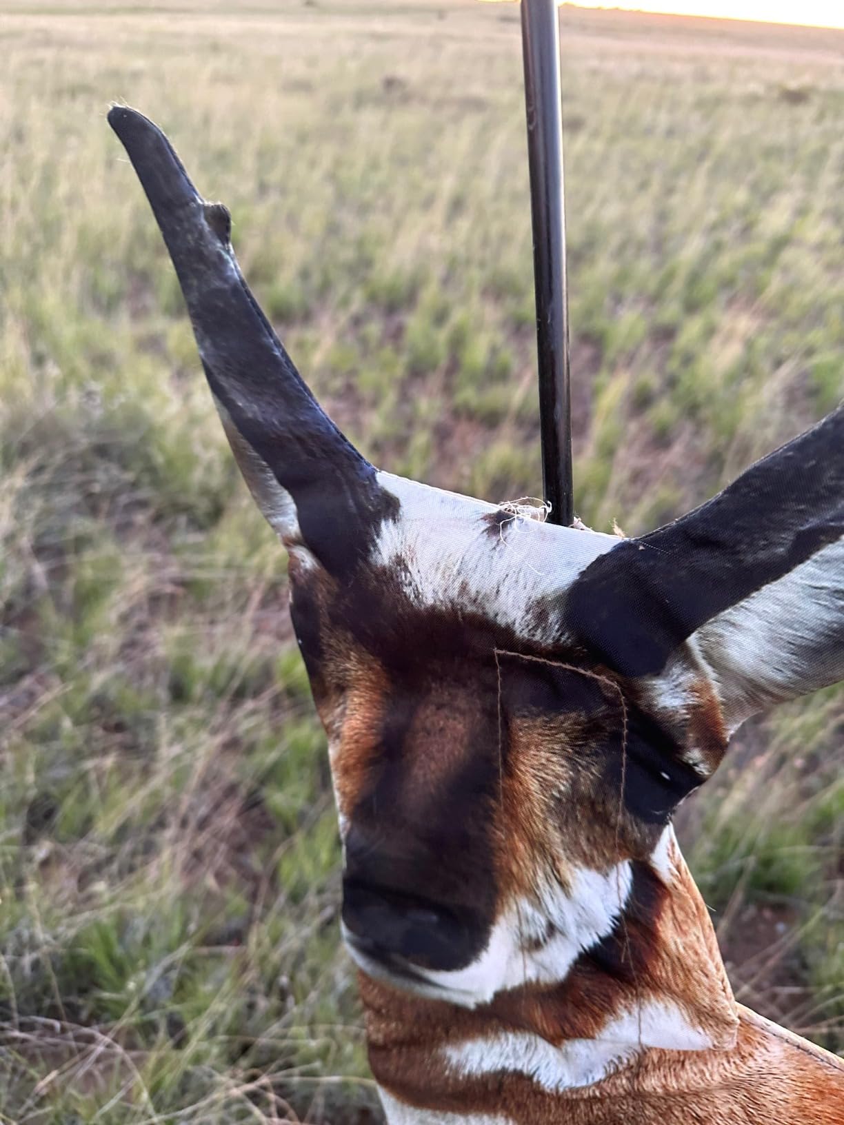 Montana Decoy 0083: Antelope Decoy Combo customer photo 1