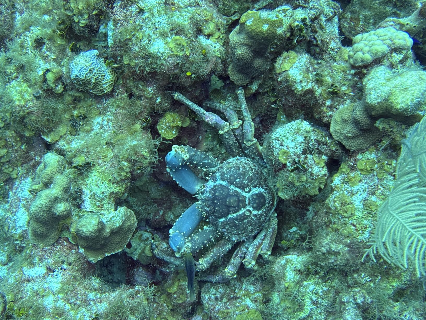SeaLife SportDiver Underwater Smartphone Housing (130ft) customer photo 1