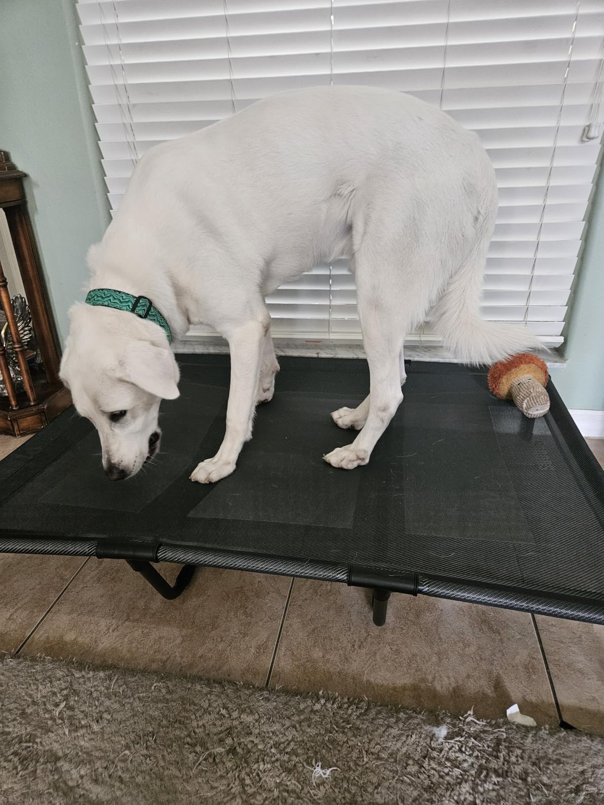 Suddus Elevated Dog Bed for Large Dogs 140lb, Breathable Cooling Raised Dog Cot with Dual Support Bars & Metal Frame, No-Slip Feet, Waterproof Pet Bed for Indoor/Outdoor, X-Large, 48 * 36 * 9in, Grey customer photo 1