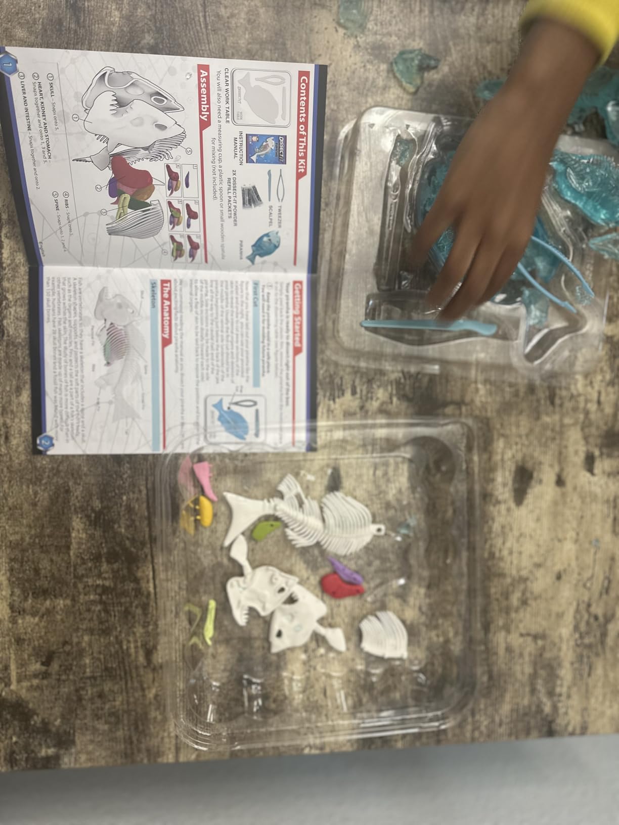 Dissect-It Simulated Synthetic Lab Dissection Toy, STEM Projects for Kids, Animal Science, Biology, and Anatomy Home Learning Kit, Bat customer photo 2