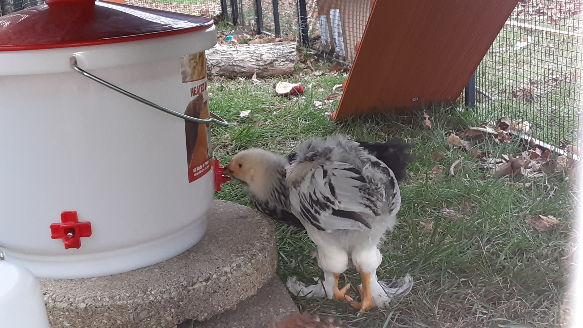 Farm Innovators 2 Pack Heated Chicken Waterer, Poultry Water Fountain, 3 Gallon customer photo 1