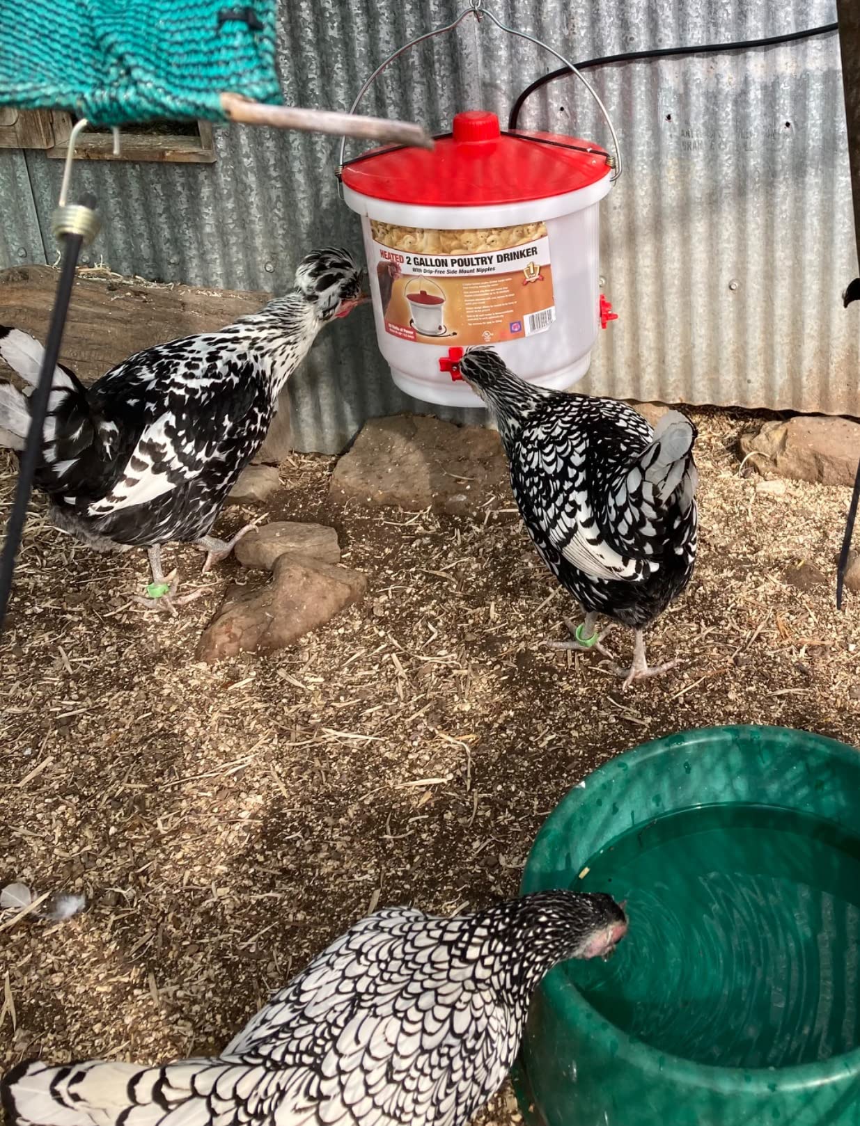 Farm Innovators 2 Pack Heated Chicken Waterer, Poultry Water Fountain, 3 Gallon customer photo 2
