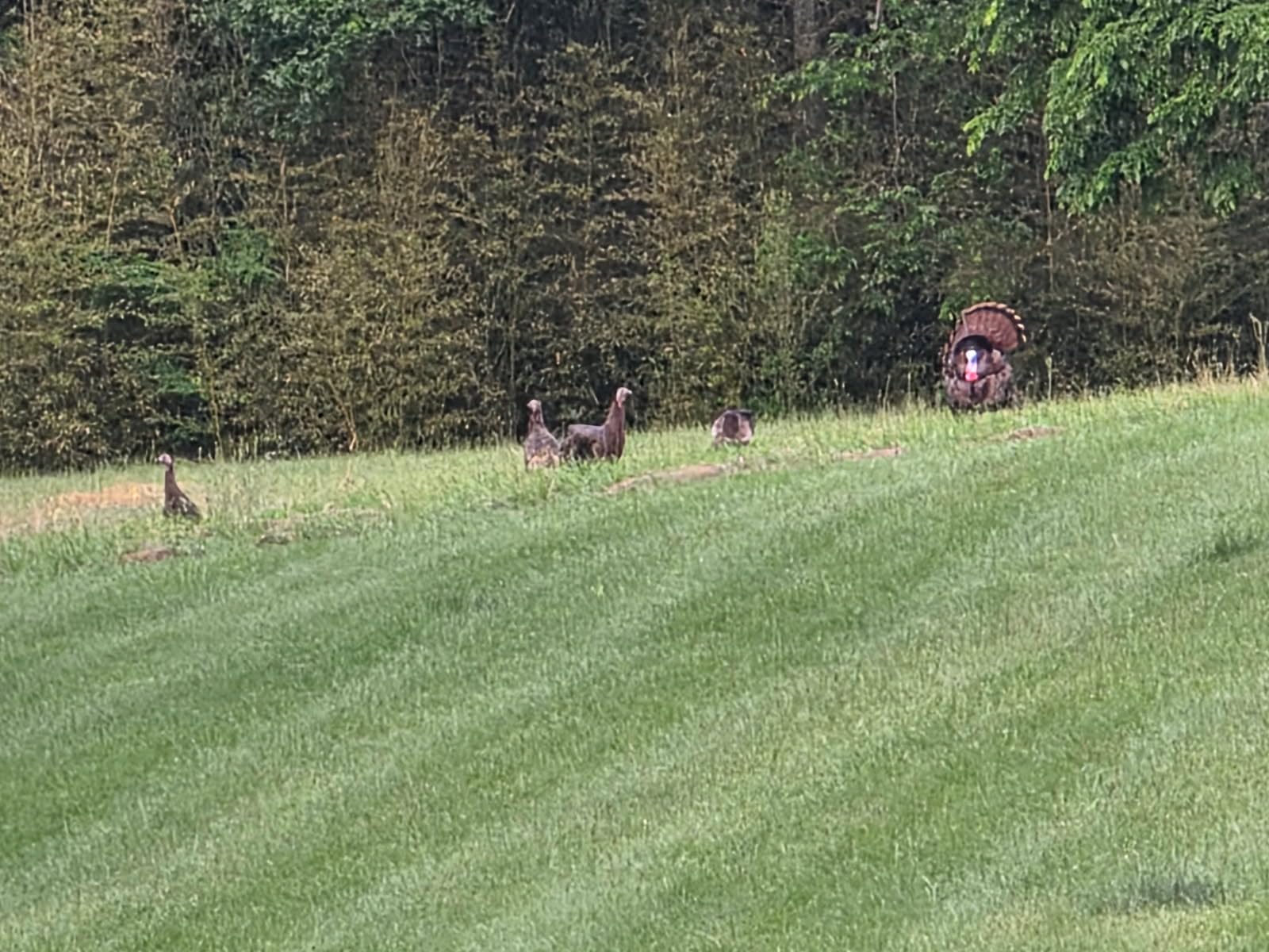 Primos Hunting Lil Gobstopper Hen and Jake Combo Decoy Light-Weight, Collapsible Hunting Decoy 69075,Multi customer photo 1
