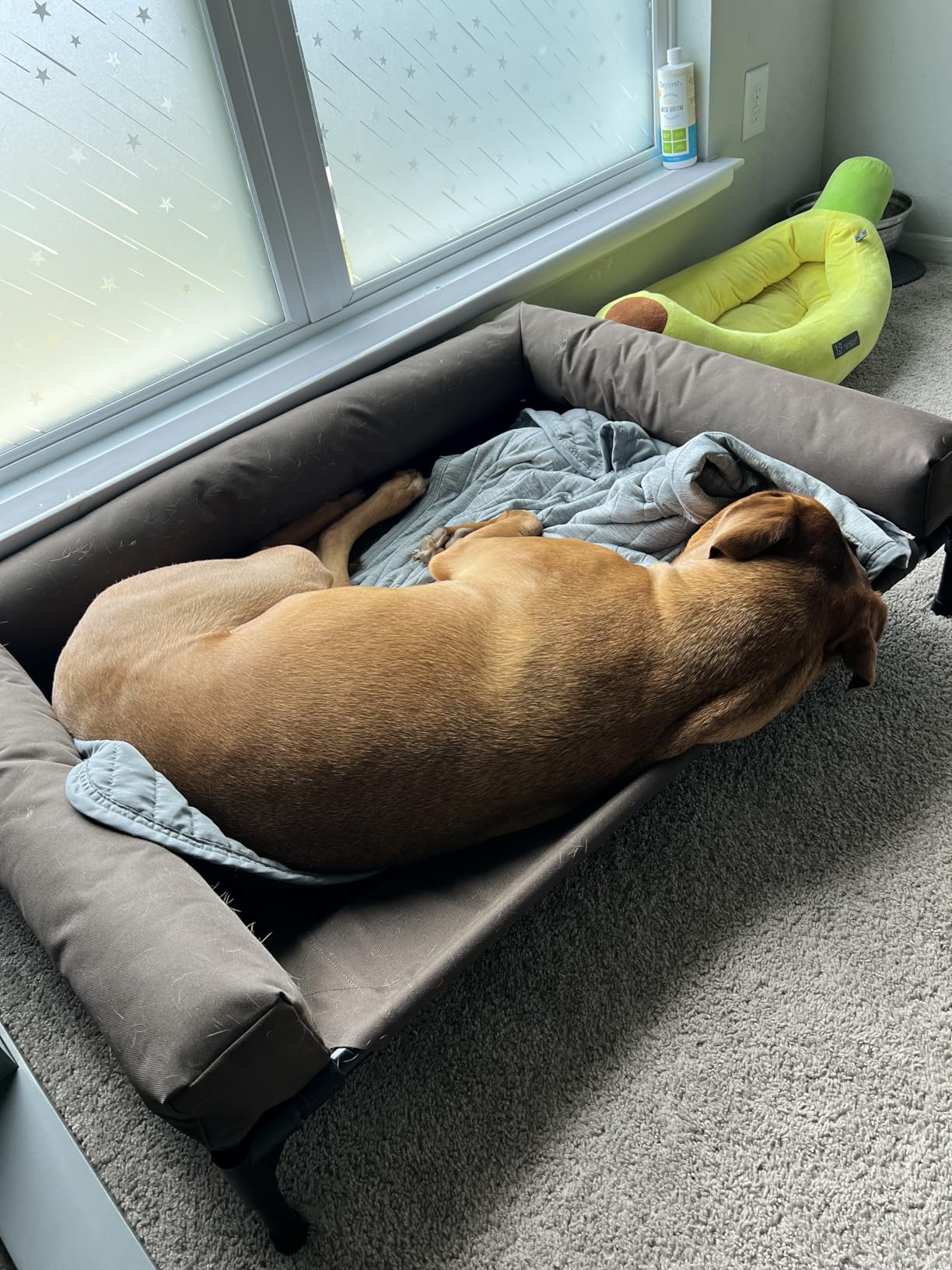 K&H Pet Products Bolster Dog Cot, Cooling Indoor Outdoor Elevated Cot Hammock Dog Bed with Removable Washable Bolsters, Washable Mesh Cover, Raised Metal Frame - Large 42 X 30in Charcoal customer photo 1