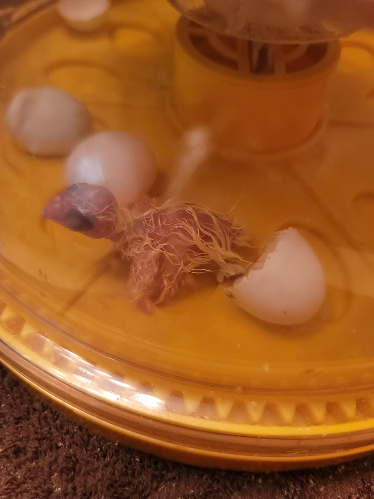 Brinsea Maxi 24 EX Egg Incubator with Automatic Humidity Control and Egg Turning for Hatching 24 Chicken, Duck, or Other Eggs, Optimal Flexibility with Mix and Match Sizes customer photo 1