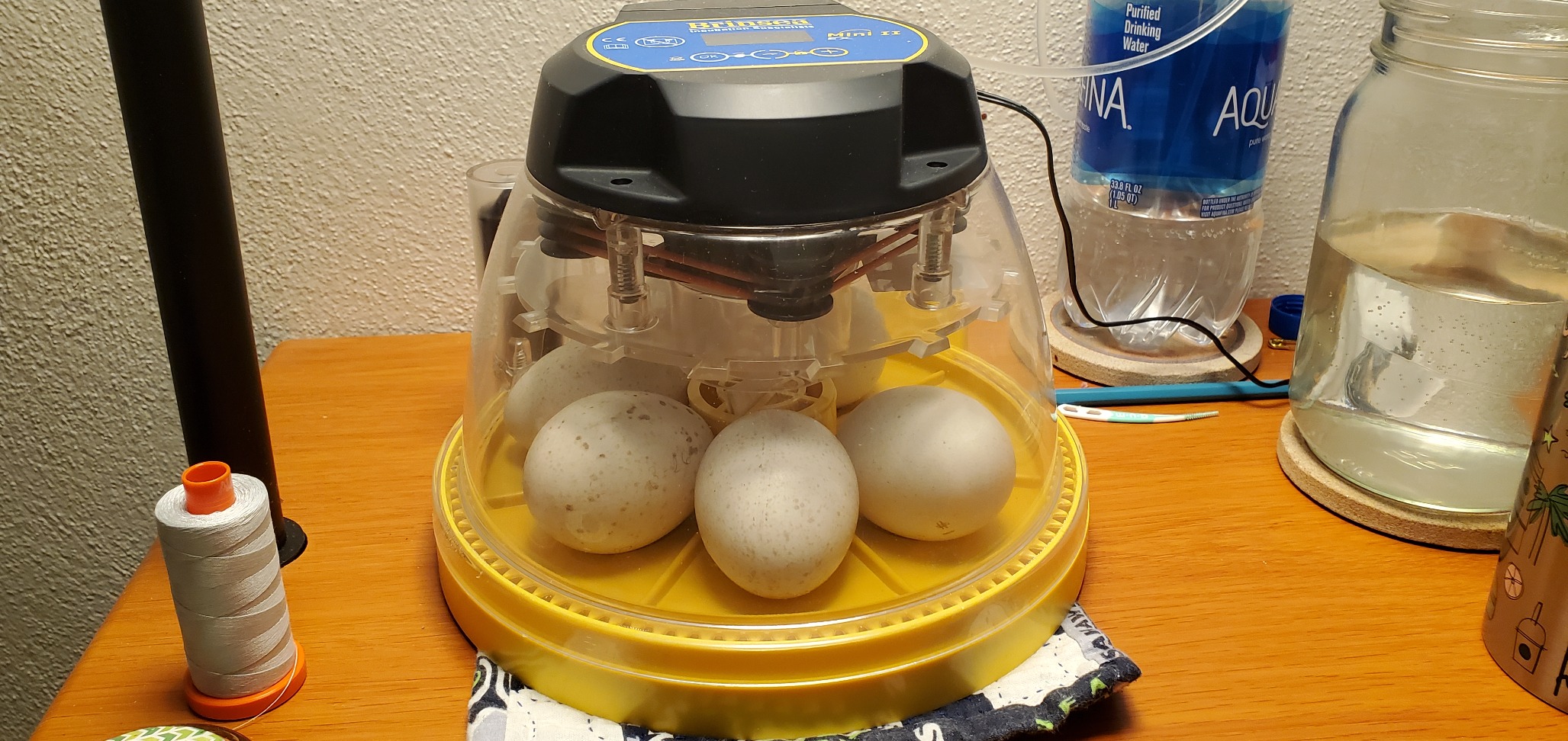 Brinsea Maxi 24 EX Egg Incubator with Automatic Humidity Control and Egg Turning for Hatching 24 Chicken, Duck, or Other Eggs, Optimal Flexibility with Mix and Match Sizes customer photo 2