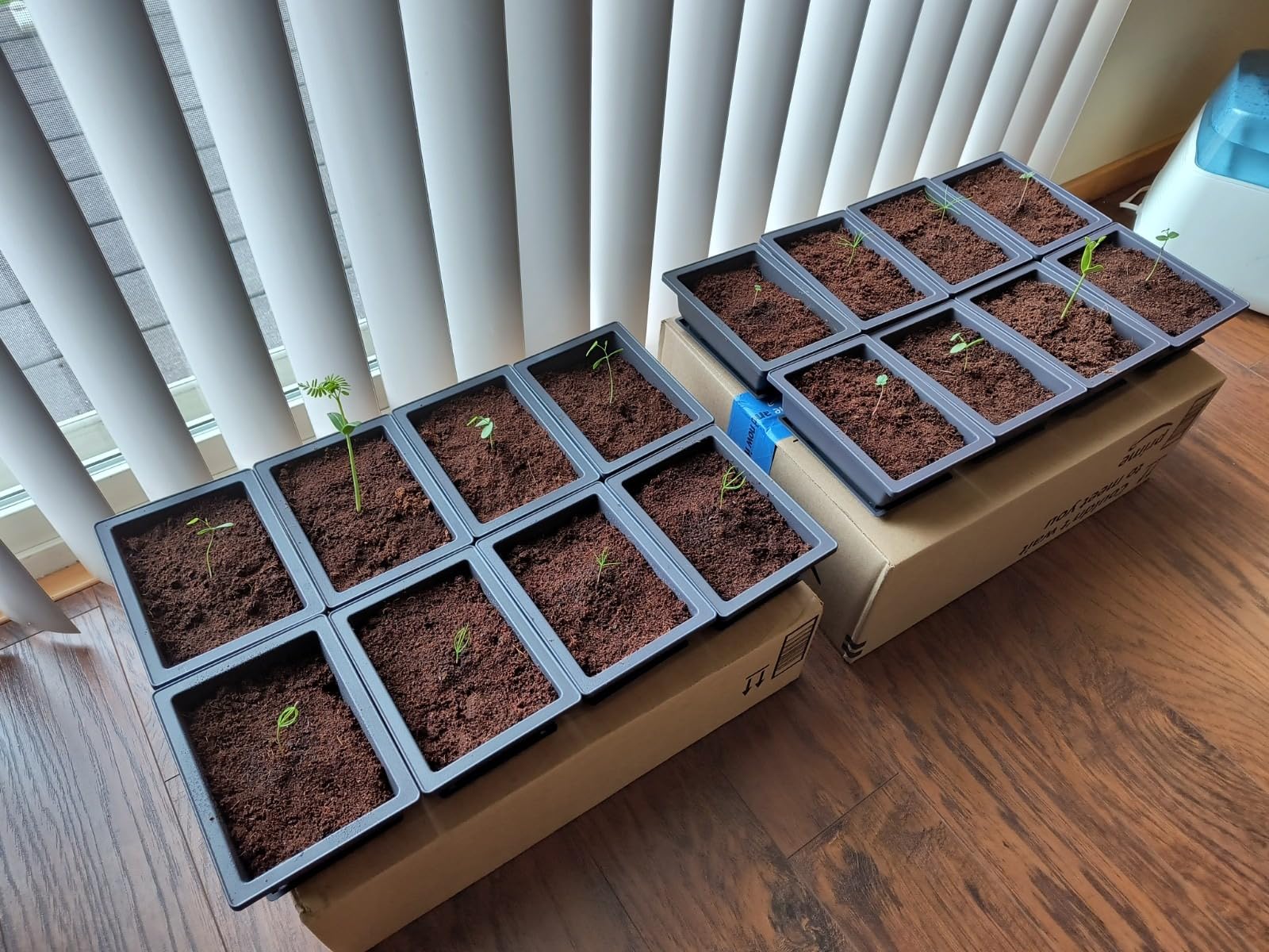 Bonsai Starter Kit - Japanese Bonsai Tree Kit 7 Seeds Pots - Complete Grow Your Own - Plant Lover Gifts Home Gifts for Men and Women customer photo 1