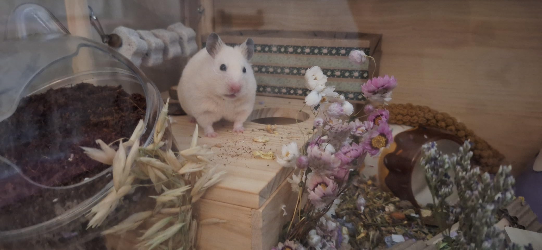Prolee Hamster Cage Chewproof, Large Hamster Cages and Habitats 32 Inch Openable Top with Acrylic Sheets Solid Built (Amazon's Choice) customer photo 2
