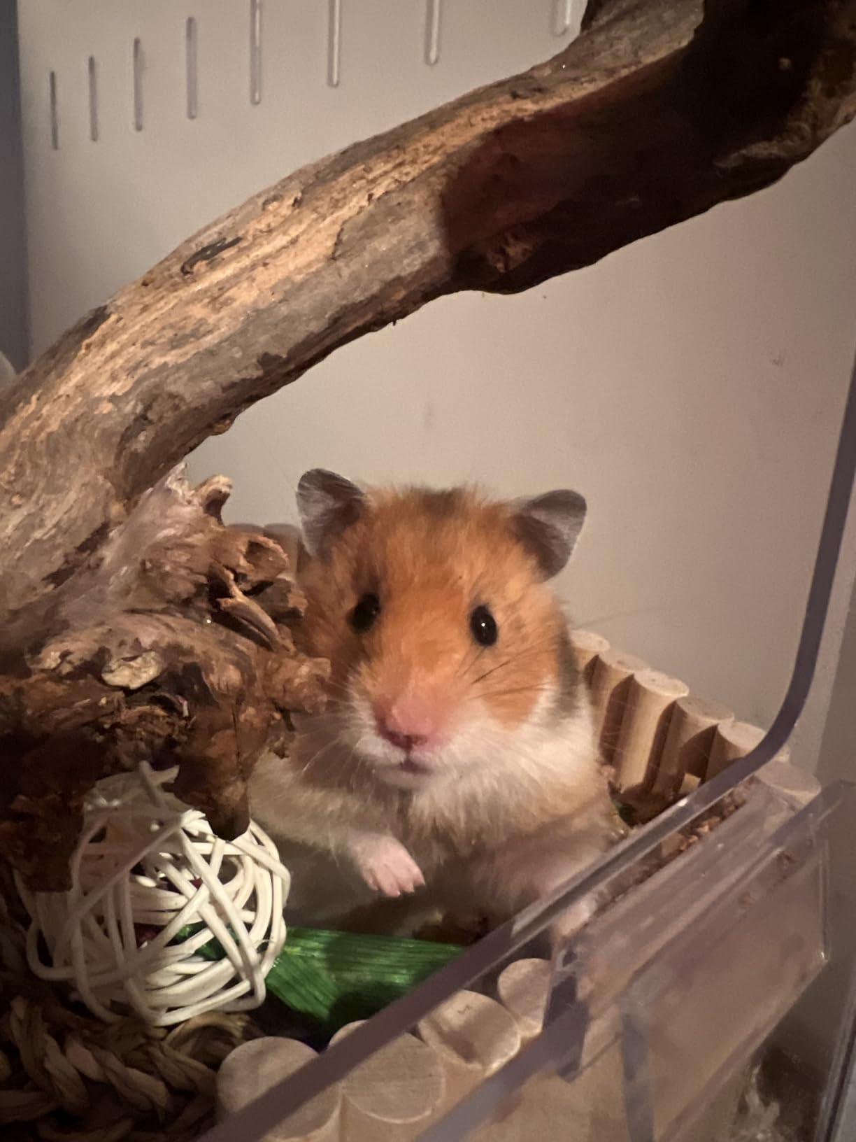 BUCATSTATE Hamster Cage Metal 2.0 - Large Hamster Enclosure Stackable with Top Access Easy Assemble 39.3L x 19.7W x 20.6H Inches customer photo 1