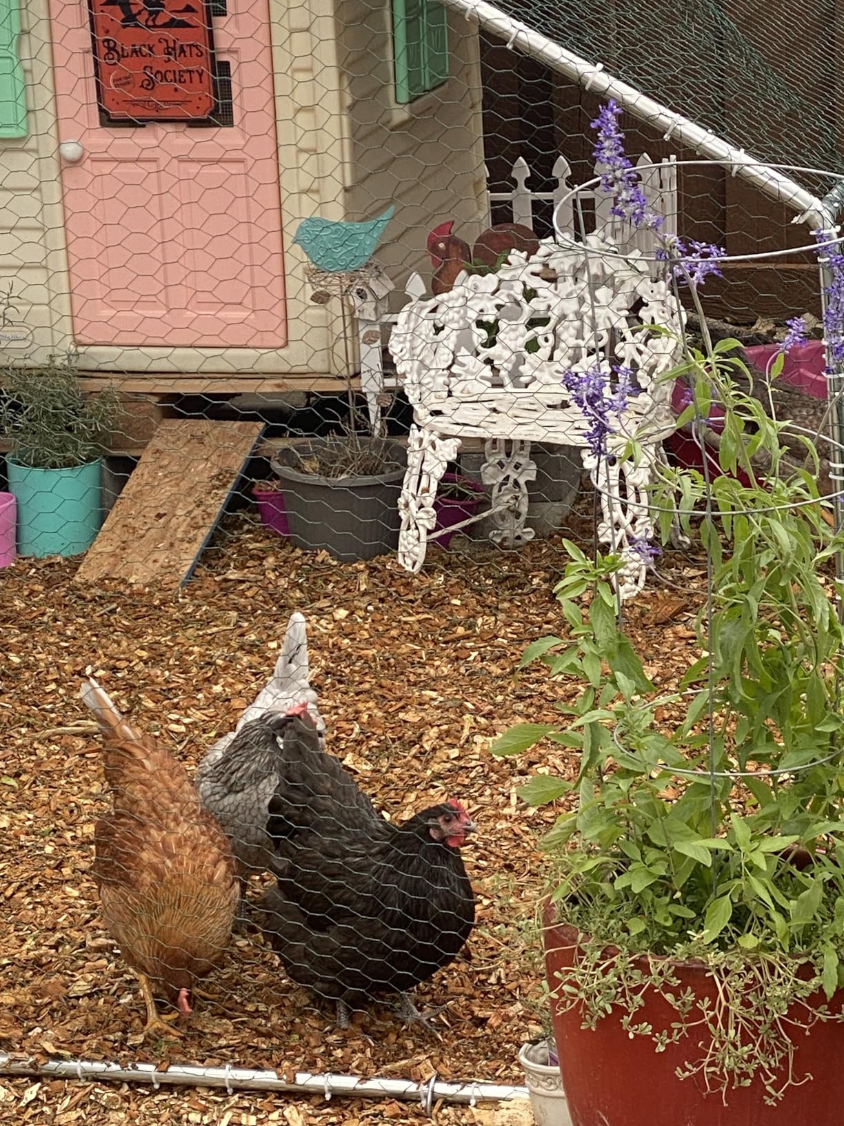 HITTITE Large Metal Chicken Coop with Run, 12.8 x 9.84 x 6.56 ft Walk in Poultry Cage Chicken Run Pen, Outdoor Chicken Runs for Yard with Waterproof & Anti-UV Cover customer photo 1