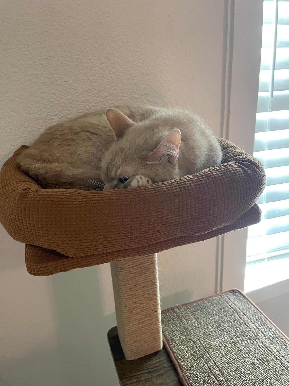 FUKUMARU Cat Tree, 4 in 1 Large Modern Cats Tower with Jute Scratching Post and Hammock, Wood Cat Condo with silvervine Balls, Brown Cat Climber Stand Playhouse for Indoor Cats, Retro Style customer photo 1