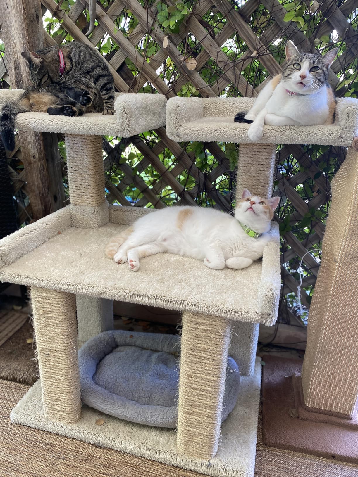 Prestige Cat Trees Maine Coon Deluxe Cat Perch - Made in USA Sturdy Solid-Wood Tower for Large & Multiple Cats - Easy 2-Step Assembly, Plush Carpet, Sisal Scratch Posts customer photo 1