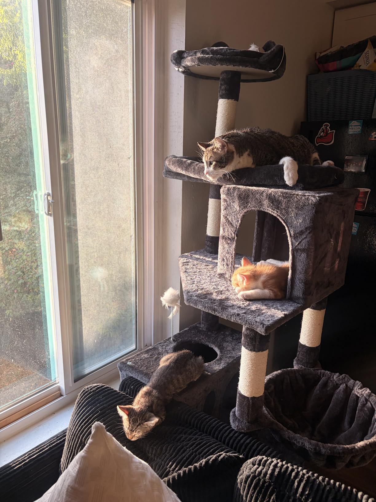 Globlazer Heavy Duty Cat Trees for Large Cats, Sturdy 72in Maine Coon Cat Tree for Large Cats 20 lbs+ Heavy Duty Cat Tower for Adult Biggest Cat with 6 Scratching Posts, Hammock, S72, Dark Gray customer photo 2