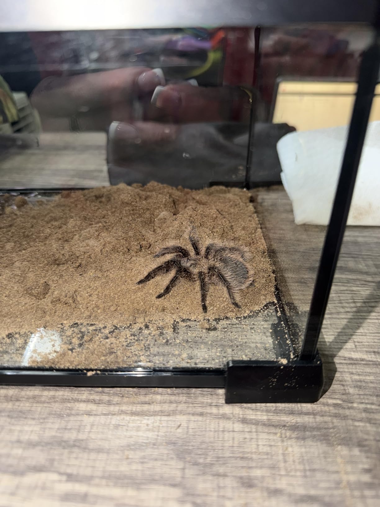 AWXZOM Mini Reptile Glass Terrarium Tank, cage for Tarantula Sling Geckos, Frog, Lizards, Chameleons,Turtles Snake Snail Insect Hermit Crab Isopods Reptiles Enclosure (12x8x6inch) customer photo 1