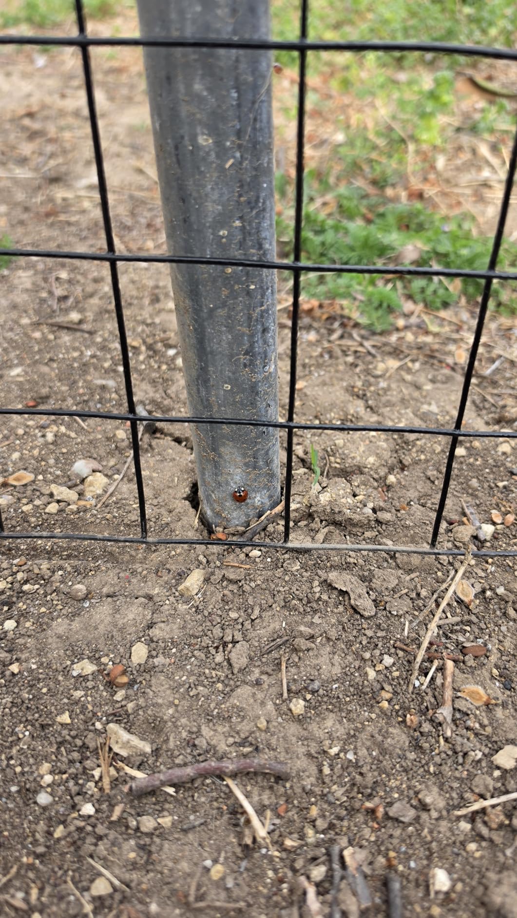 GILPWA Wire Fence, 48 in(H) X 50 ft(L) PVC Coated Welded Wire Fencing 2