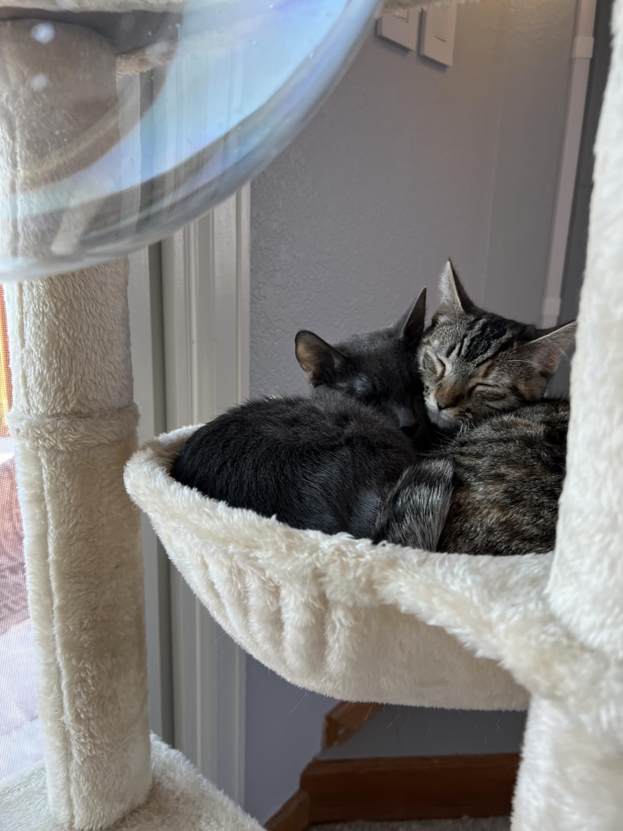 Yaheetech 54in Rattan Cat Tree, Modern Tower with Breathable Woven Condo, Scratching Posts & Washable Cushions, Naturally Cool in Summer, Cute Furniture for Indoor Cats customer photo 1