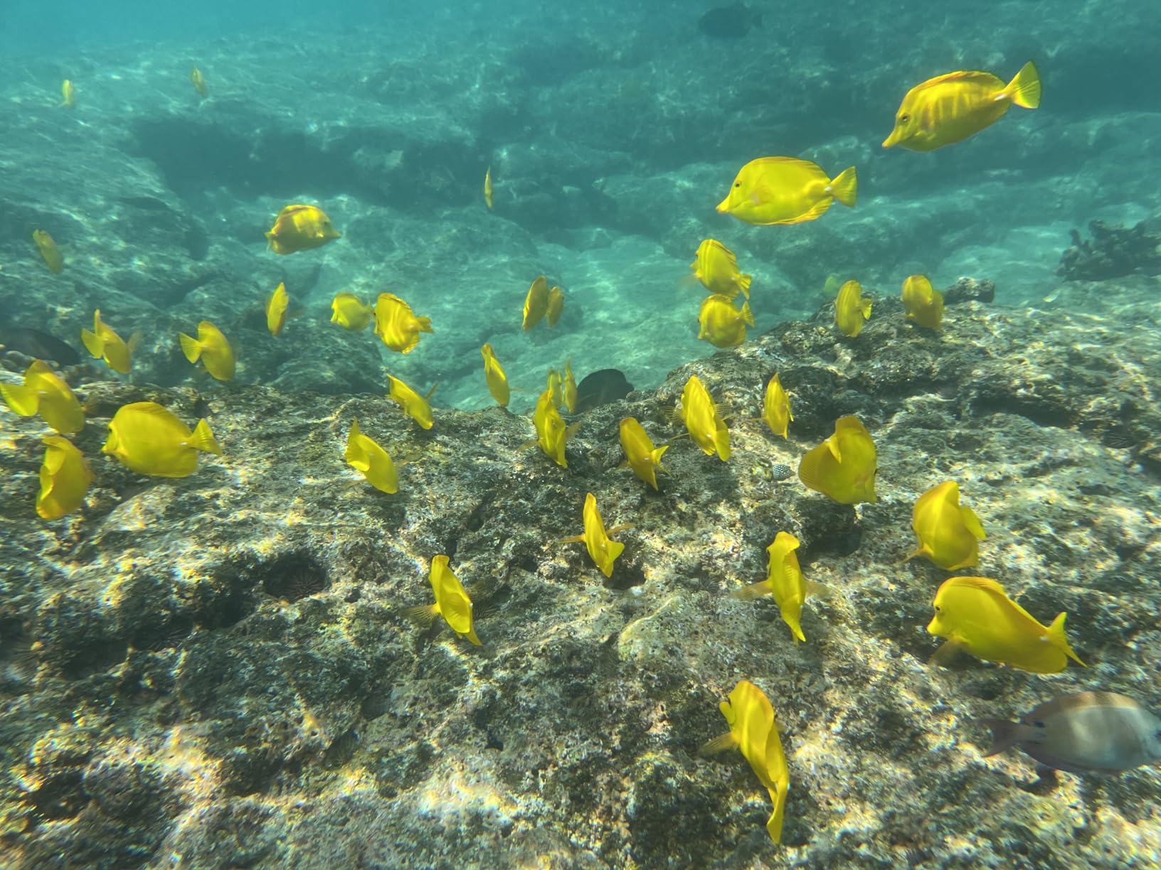 ProShot Dive 2.0 Underwater Housing for iPhone (130 feet) customer photo 1