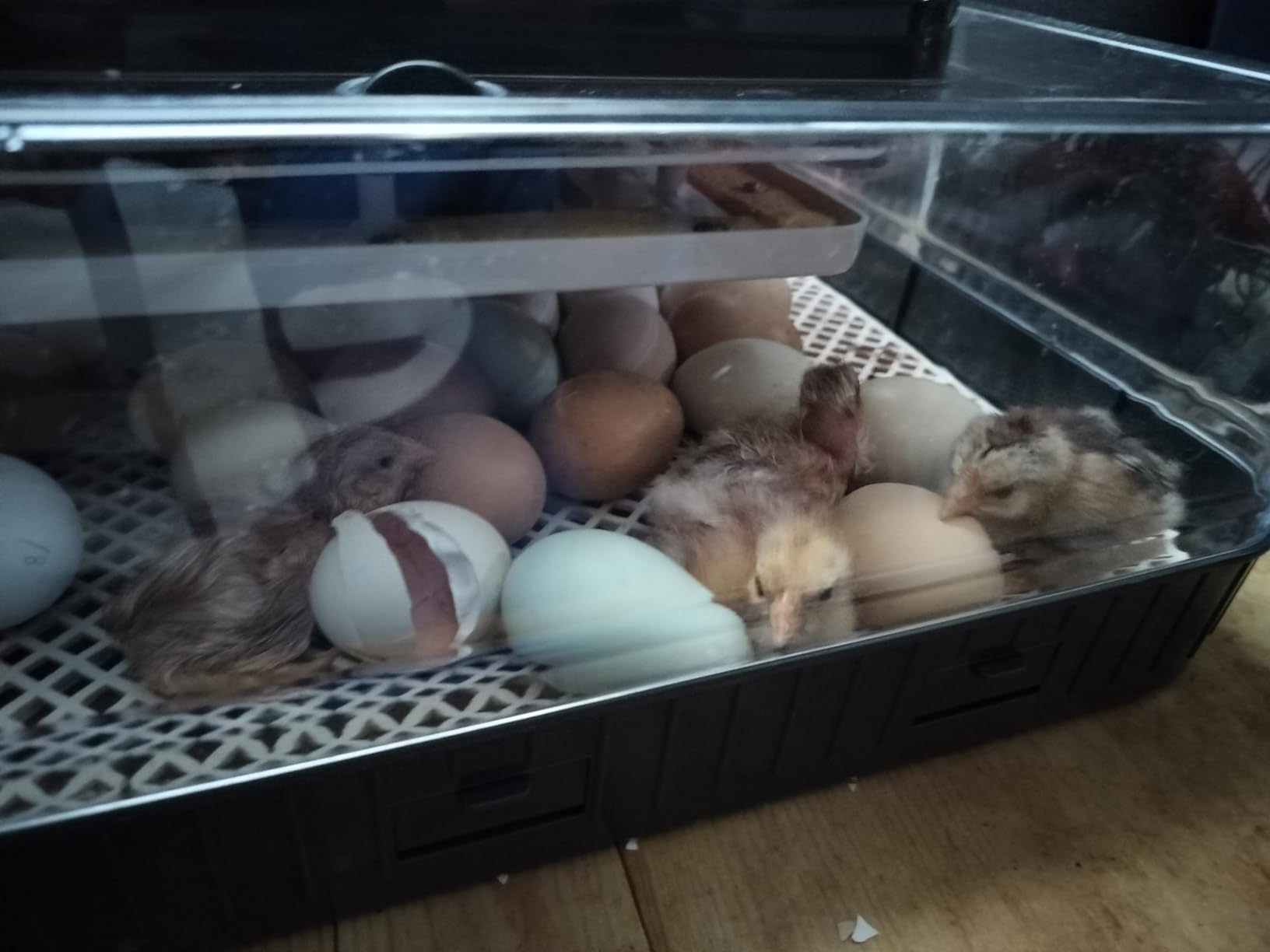 Sailnovo 56 Egg Incubator for Hatching Eggs with Automatic Egg Turning and Auto Humidification, Egg Candler, Temperature Control, Large Egg Incubator for Chicken, Duck, Quail Eggs White customer photo 2