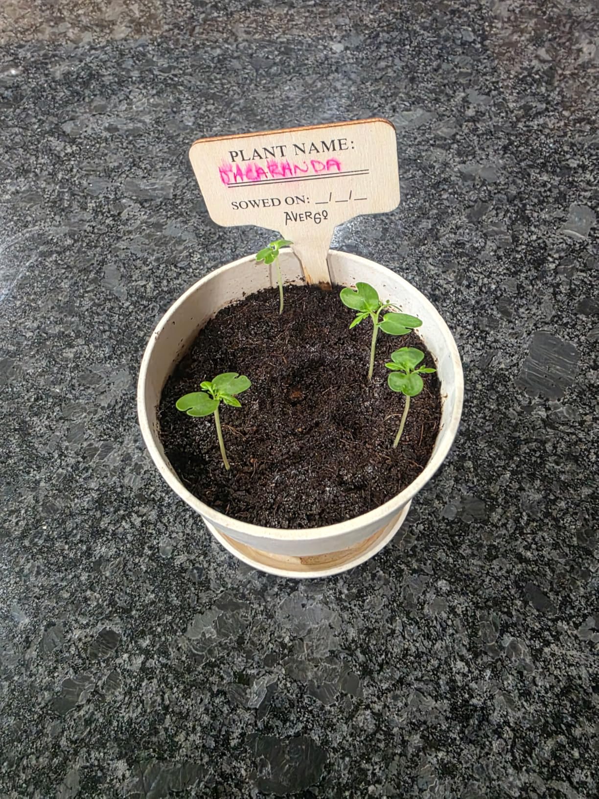 Avergo Bonsai Starter Kit - Growing Jacaranda Bonzai Tree | Complete Indoor Tree Kit for Growing Plants with Tools & Planter - Gardening Gifts for Mother, Women & Men customer photo 2