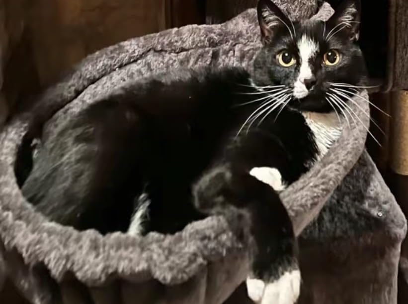 Hey-brother Cat Tree Tower, Scratching Posts with Extra Large Platform, Spacious Condo, 2 Cozy Hammocks, Self-Grooming Brush for Indoor Adult Cats, Maine Coon 51.1 inches, Smoky Gray MPJ070G customer photo 2