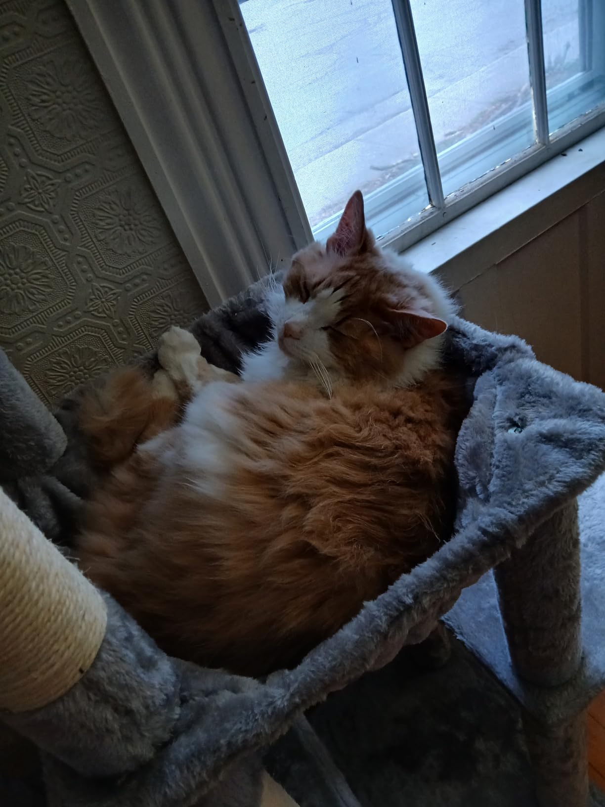 Heybly Heavy Duty Cat Tree, Tower for Indoor Cats Large Adult, Tall Cat Condo House with Extra-Large Baseboard, Multi-Level Plush Furniture with Scratching Posts, Hammock, Toy Balls, Light Gray HCT026W customer photo 2