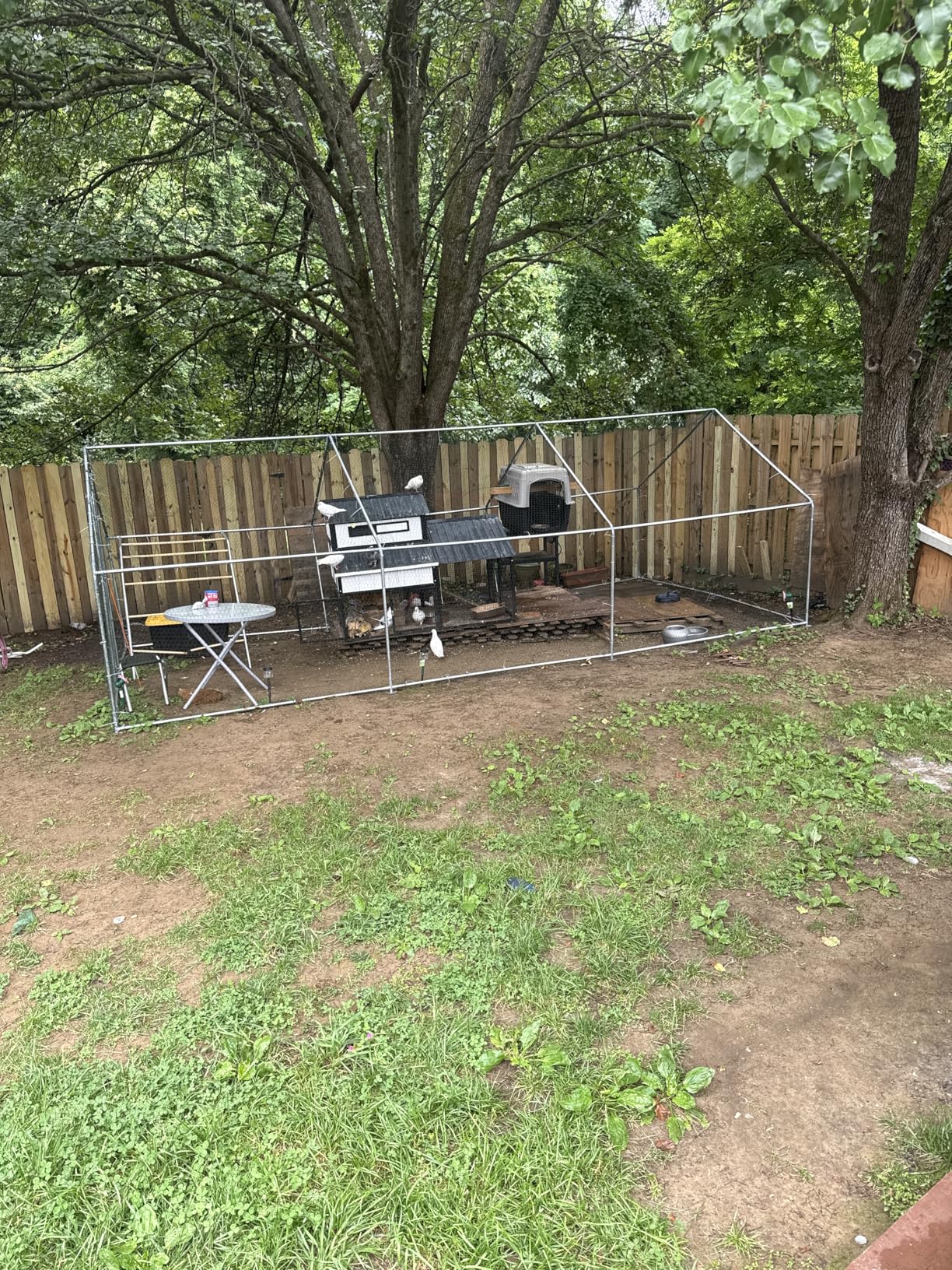 Large Metal Chicken Coop with Run for Yard with Waterproof & Anti-UV Cover, 19.7 x 10 x 6.4ft Outdoor Walk-in Poultry Cage Chicken Run Pen with Roosting Perch, Hen Duck Rabbit House customer photo 2