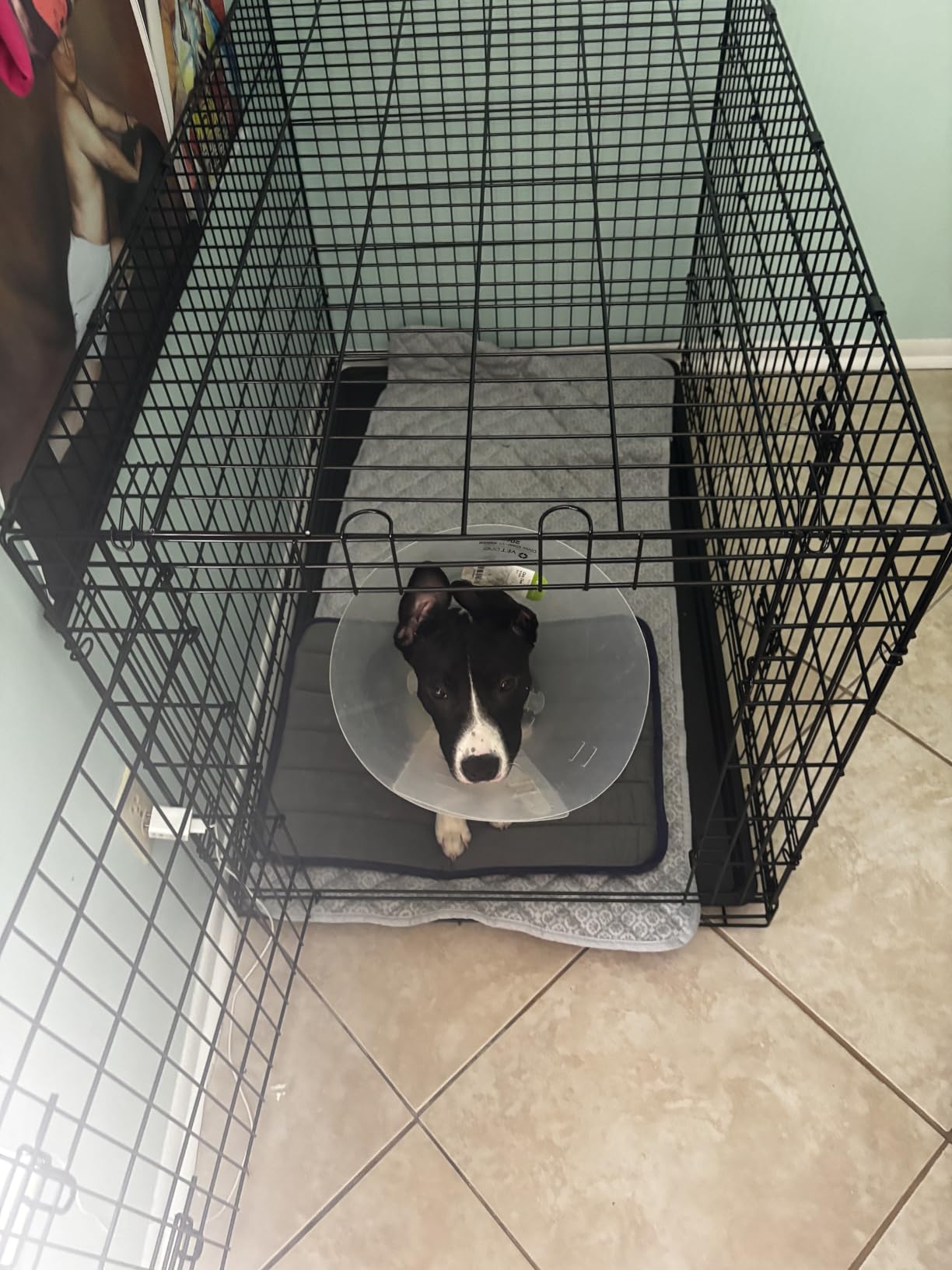 Sweetcrispy 42 Inch Dog Crate, Medium Large Crates Double Door Folding Metal Wire Dog Cage with Plastic Leak-Proof Pan Tray, Pet Kennel for Indoor, Outdoor, Travel customer photo 1