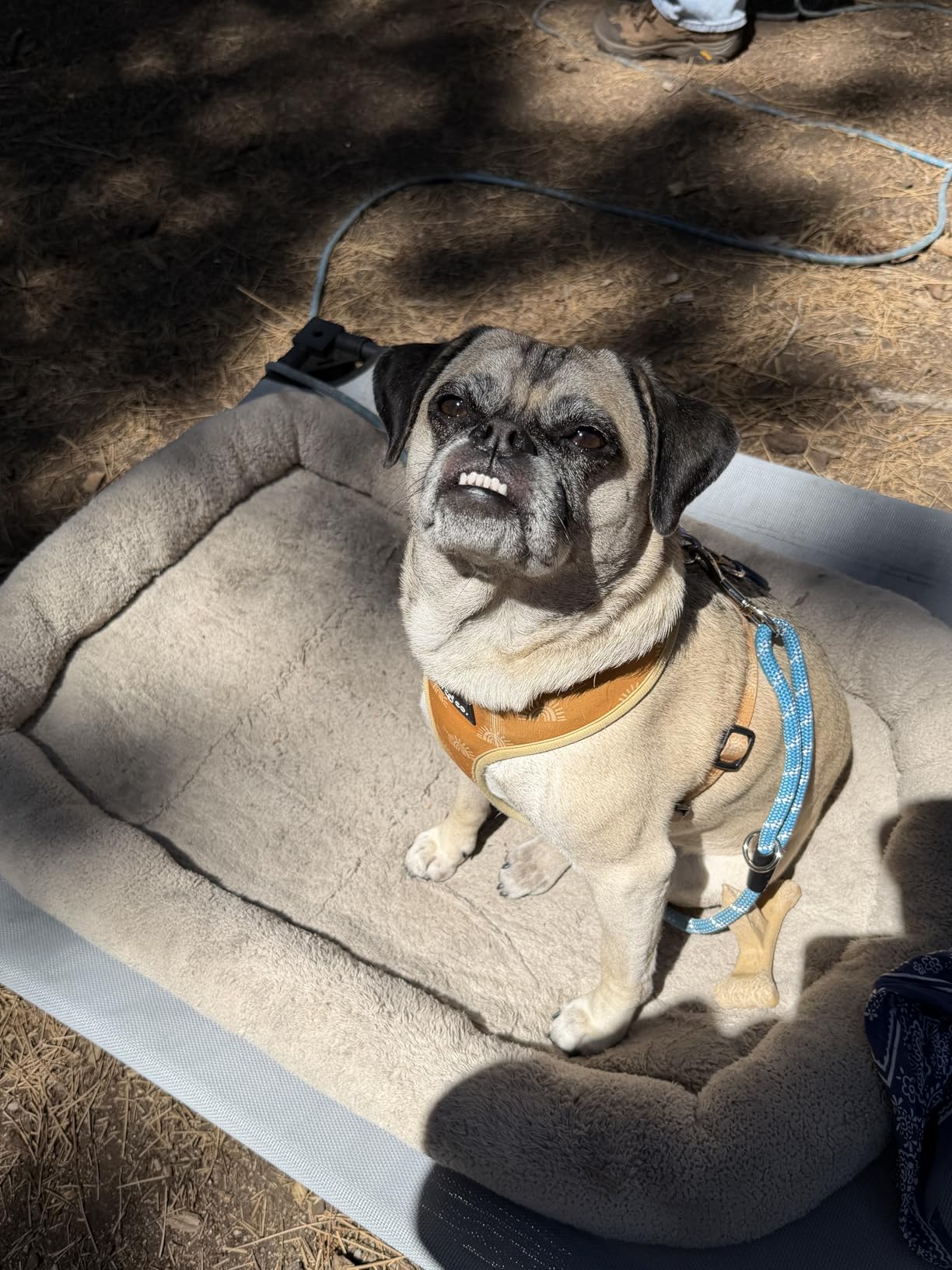 Heeyoo Elevated Dog Bed with Removable Canopy, Portable Dog Cot with Sun Protection Shade Tent, Raised Pet Cooling Cot Bed for Dogs, 42in customer photo 1