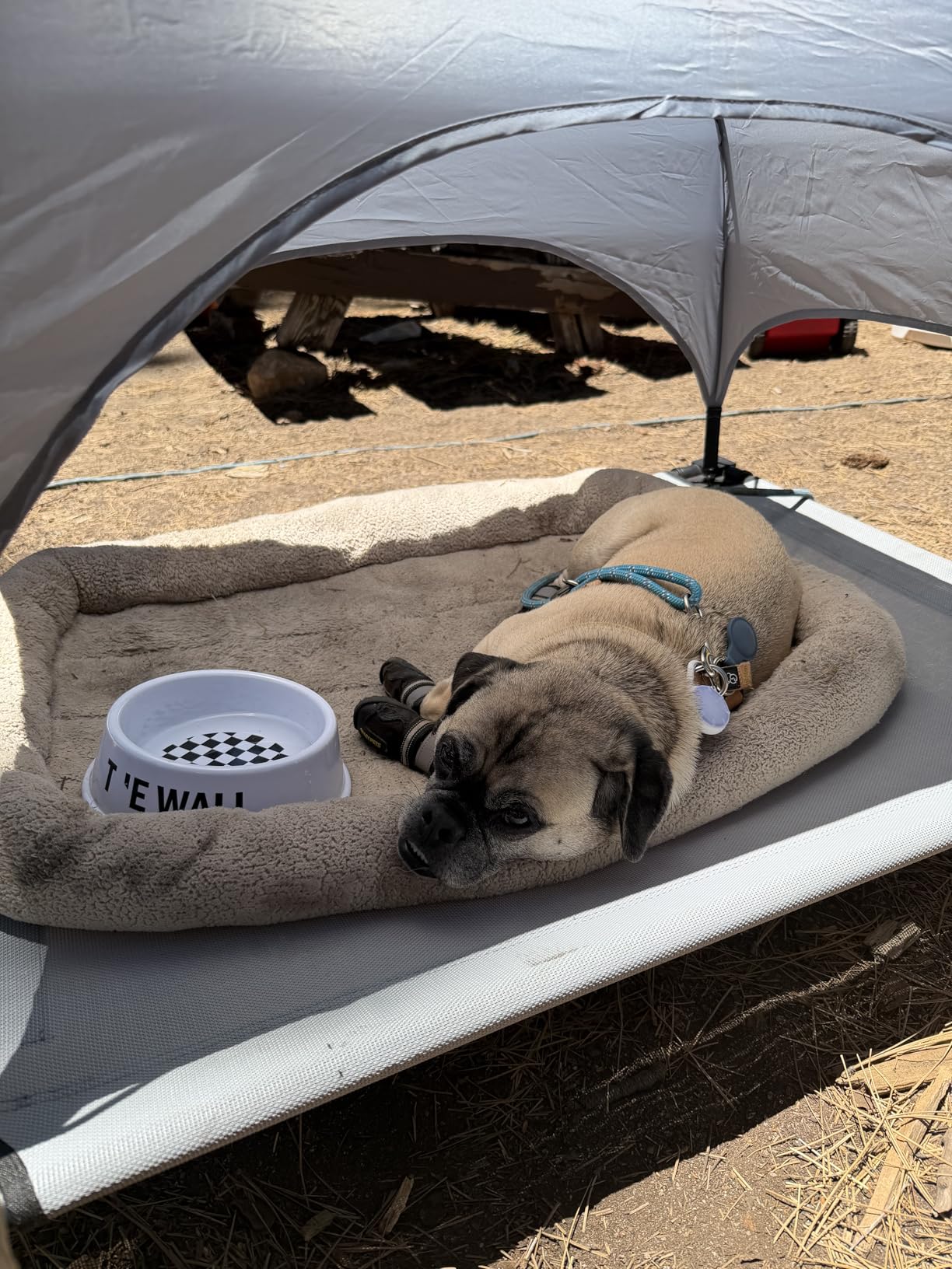 Heeyoo Elevated Dog Bed with Removable Canopy, Portable Dog Cot with Sun Protection Shade Tent, Raised Pet Cooling Cot Bed for Dogs, 42in customer photo 2