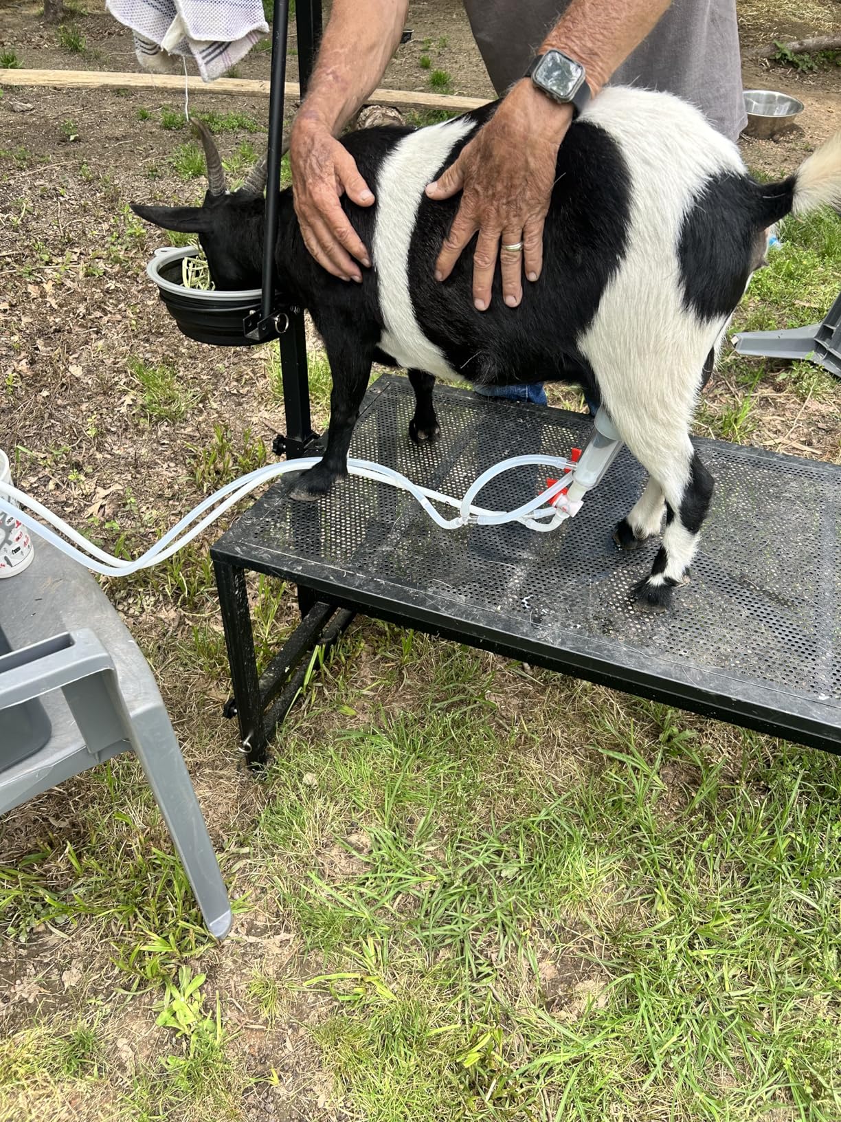 VEVOR Electric Cow Milking Machine, 6.6 Gal / 25 L 304 Stainless Steel Bucket, Food-Grade Teat Cups and Silicone Hose, Strong Suction, Vacuum Pulsation, Electric Milker Machine with Wheels for Cow customer photo 1