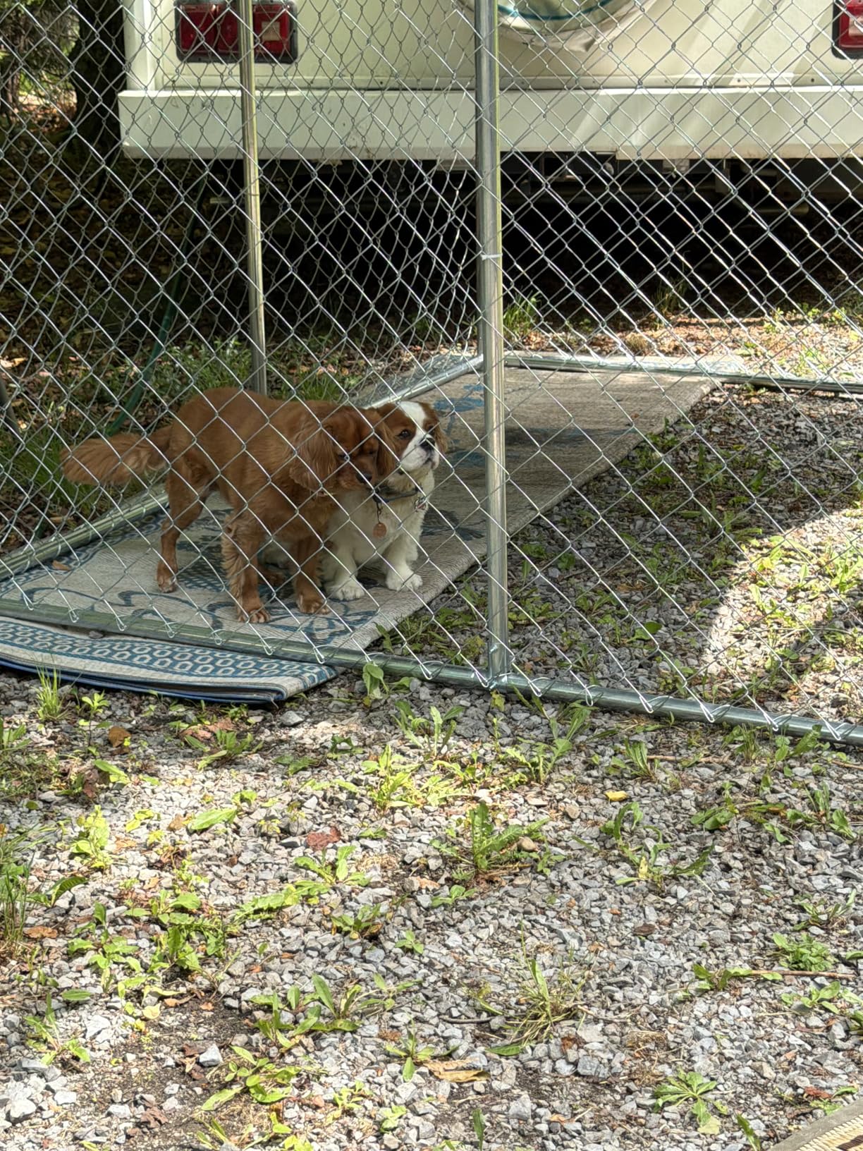 YITAHOME Outdoor Dog Kennel with Rotating Feeder Bowls, 7.5'x7.5' Outdoor Dog Enclosure with Roof, Heavy Duty Dog Cage for Medium Large Dogs customer photo 1