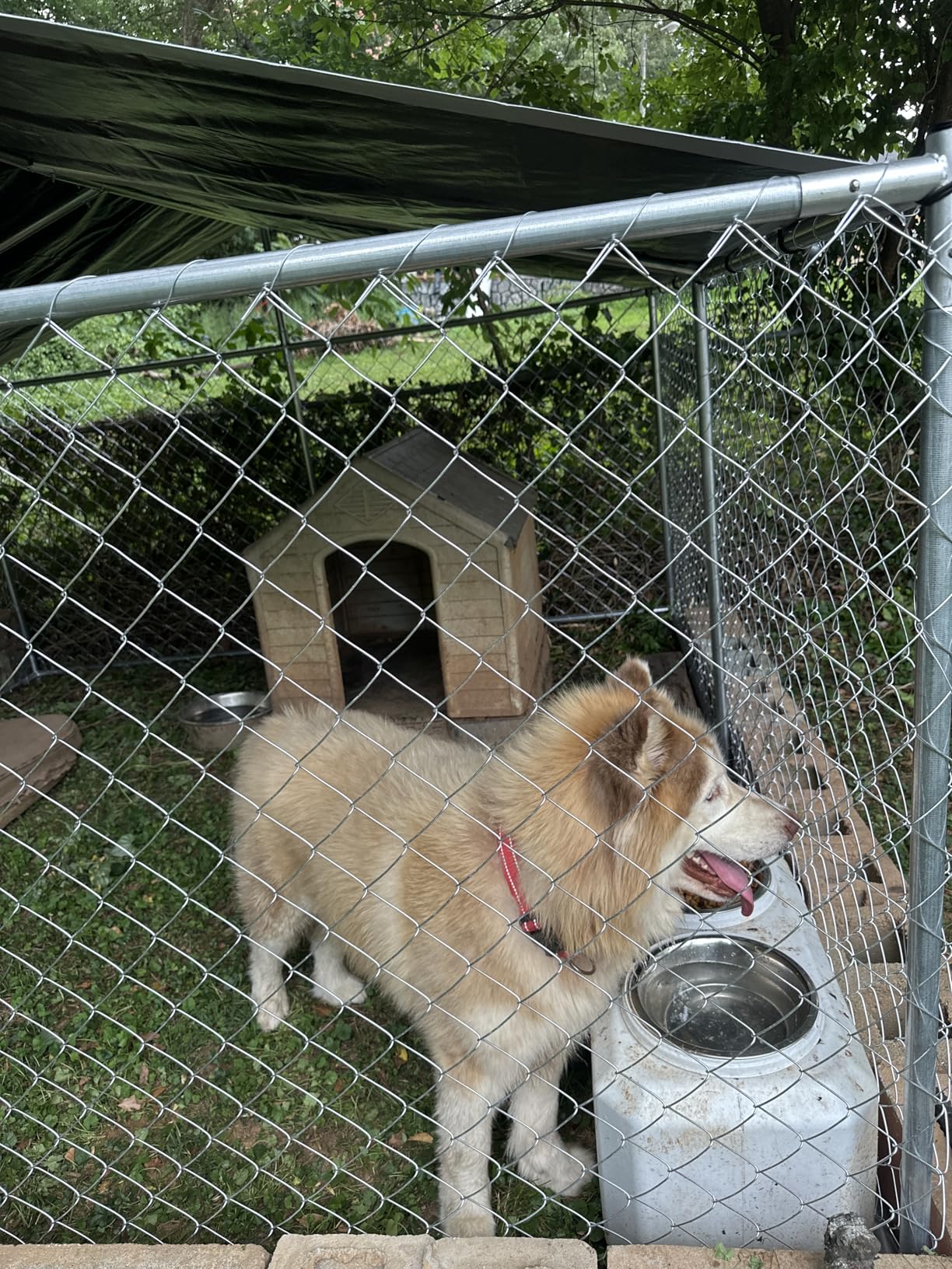 YITAHOME Outdoor Dog Kennel with Rotating Feeder Bowls, 7.5'x7.5' Outdoor Dog Enclosure with Roof, Heavy Duty Dog Cage for Medium Large Dogs customer photo 2