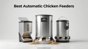 Best Automatic Chicken Feeders