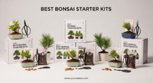 Best Bonsai Starter Kits