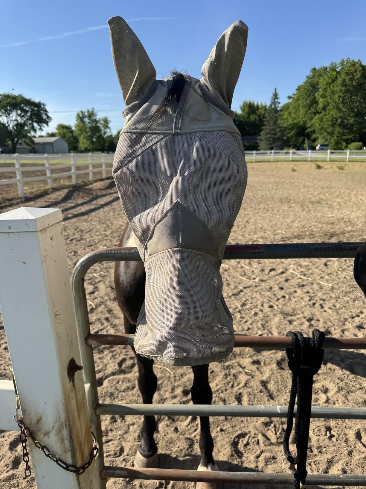 Cashel Crusader Fly Mask, Long Nose with Ears (Grey, Horse) customer photo 2