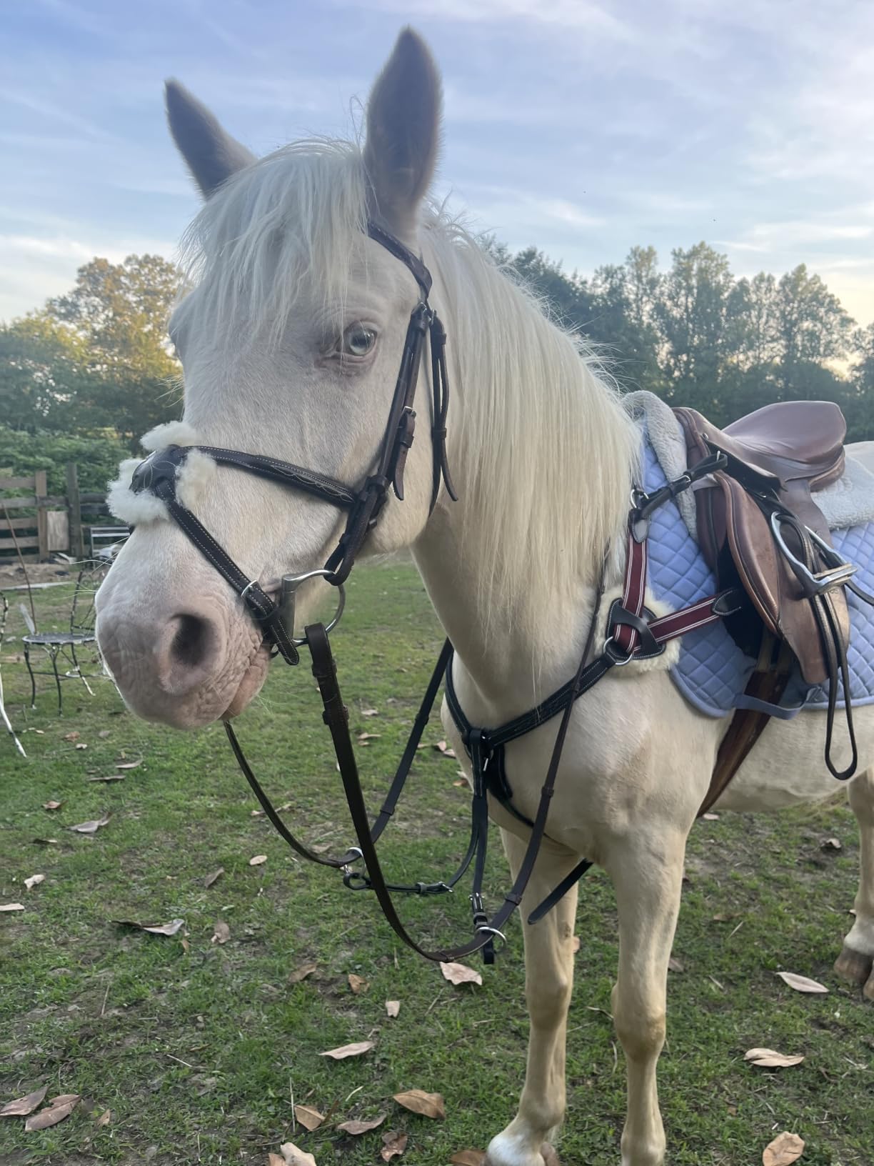 TuffRider Basic All Purpose Horse Riding Saddle Pad customer photo 1