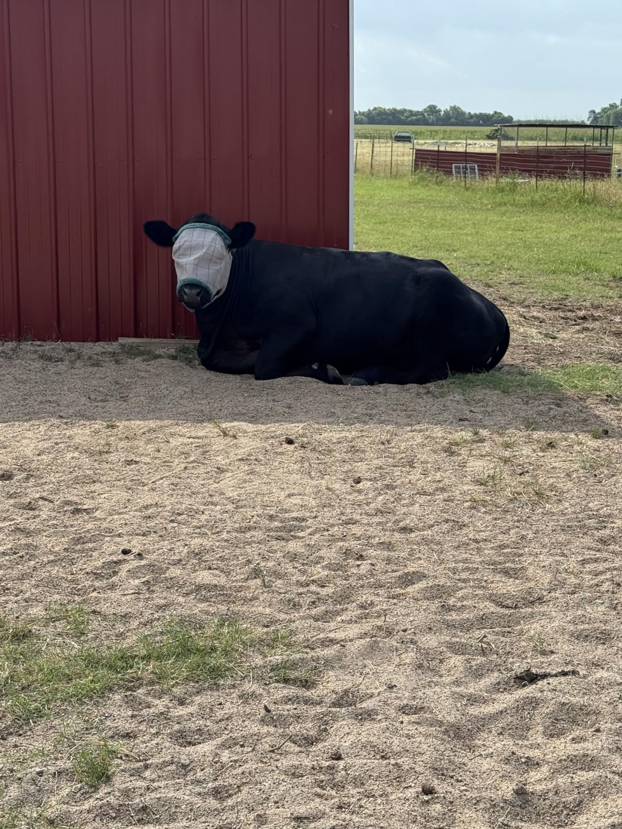 Farnam SuperMask II Horse Fly Mask Without Ears, Avg Size customer photo 2
