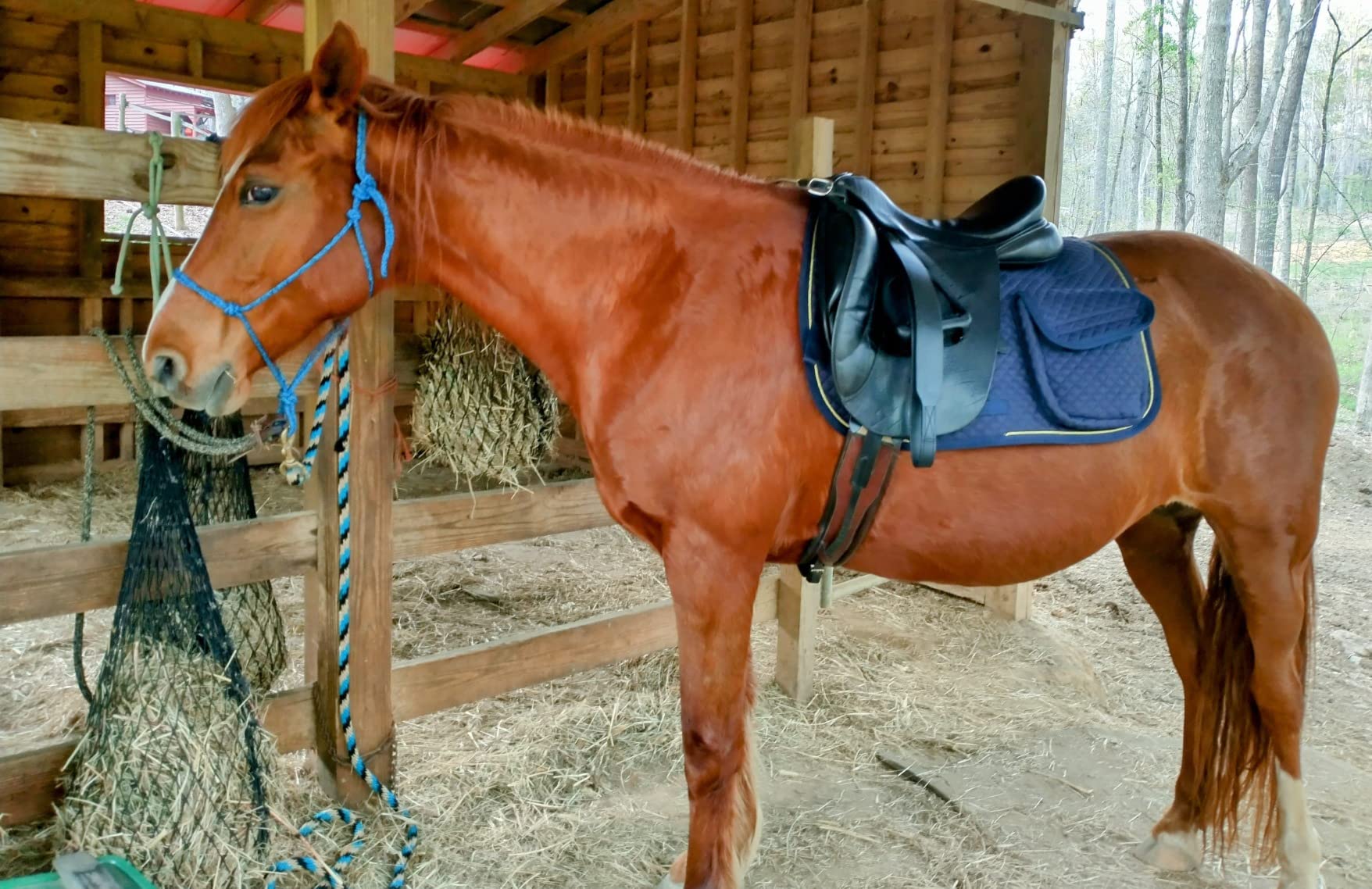Derby Originals Dressage and Australian Saddle Pad with Storage Pockets and Half Fleece Lining for Horses customer photo 2