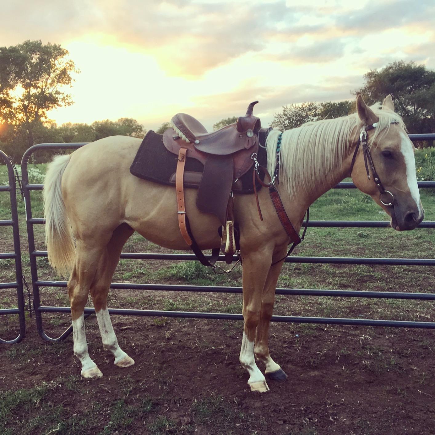 Contour Felt Ranch Pad 30X30 customer photo 2
