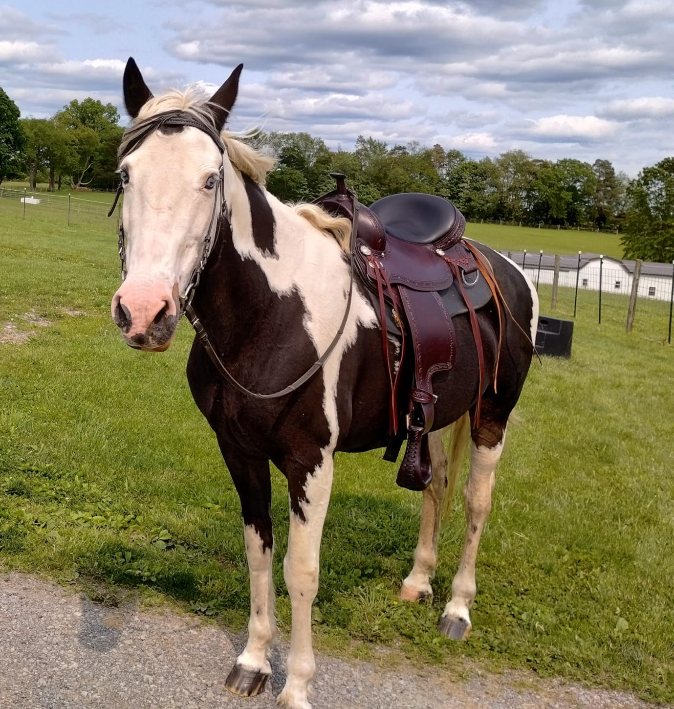 HILASON Western Horse Gaited Flex Trail American Leather Saddle - Treeless customer photo 1