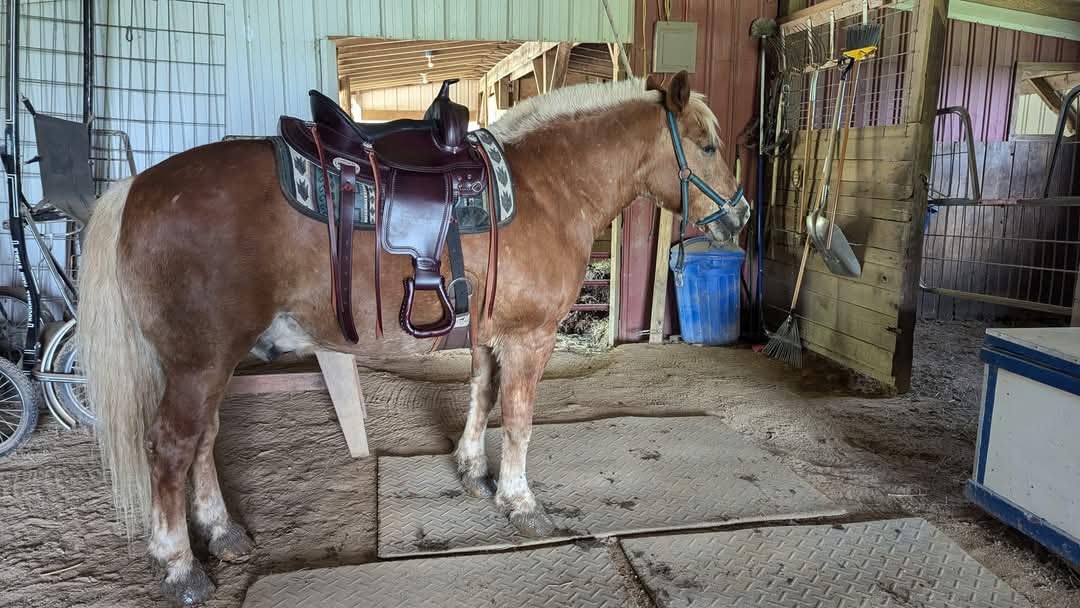 HILASON Western Draft Horse Trail Pleasure American Leather Saddle customer photo 2