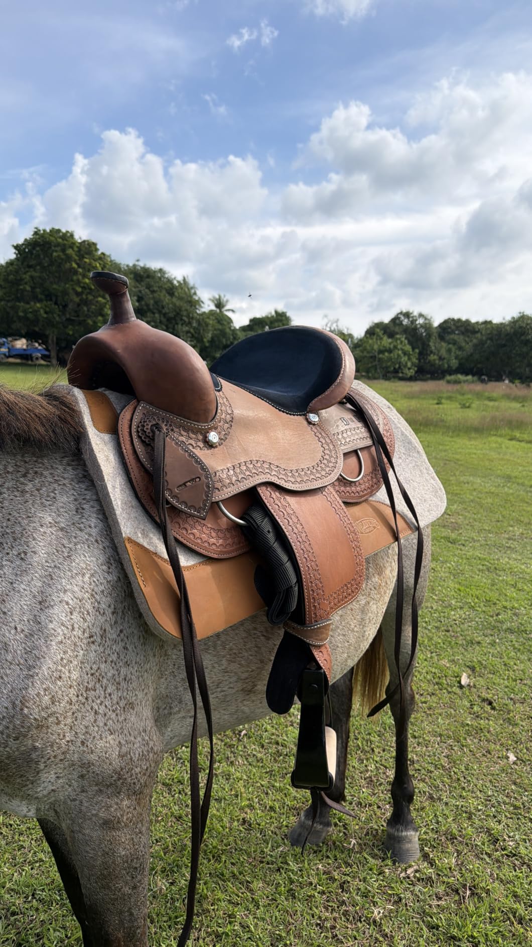 Weaver Equine 30