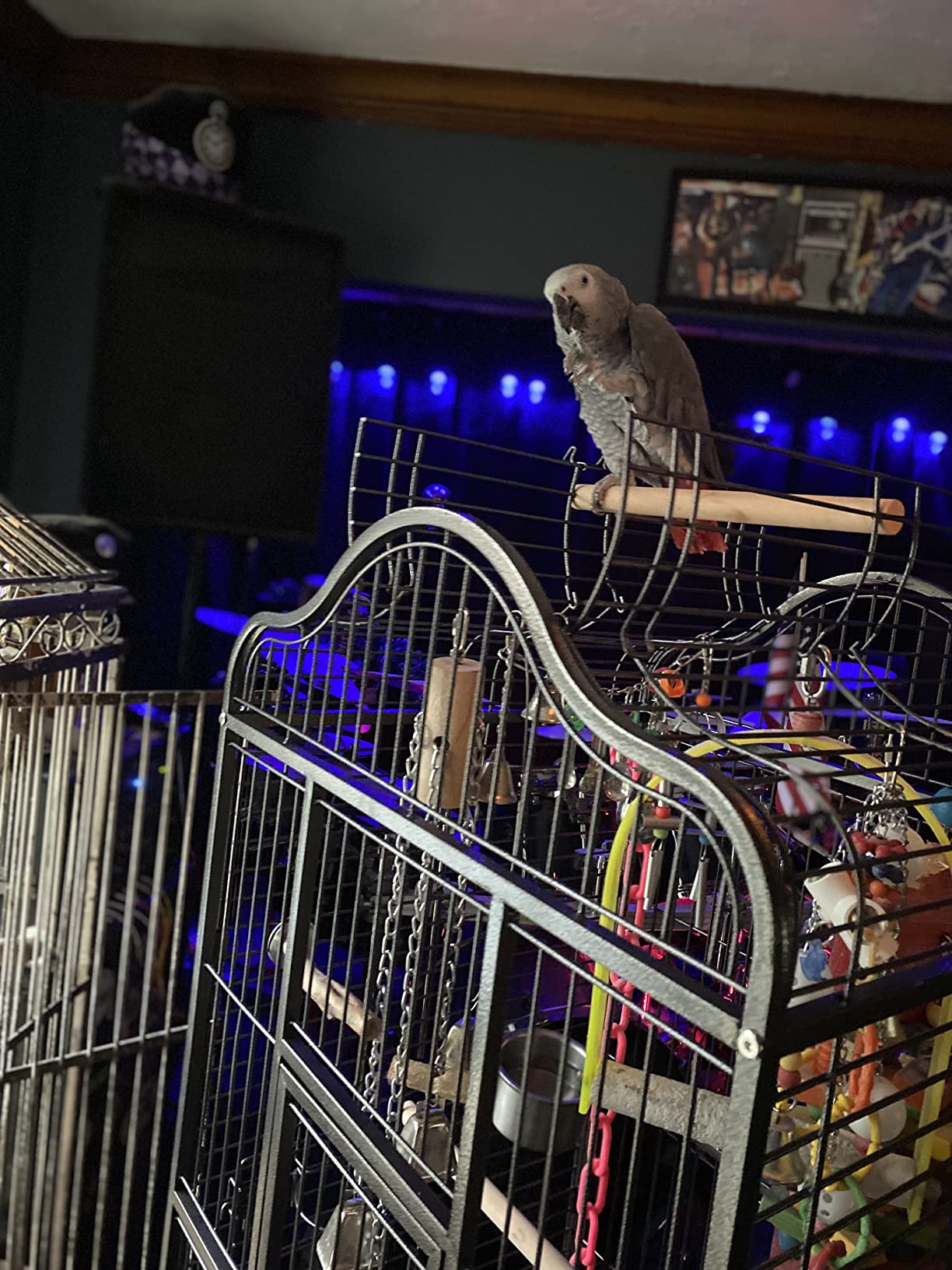 Topeakmart Extra Large Parrot Bird Cage for Macaw Cockatoo Cockatiels African Grey with Open Play Top customer photo 2