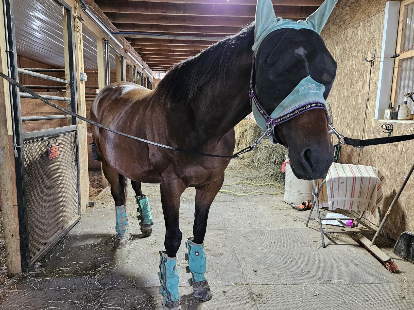 Harrison Howard CareMaster Pro Luminous Horse Fly Mask Large Eye Space Standard with Ears UV Protection for Horse Royal Blue Full Size customer photo 1